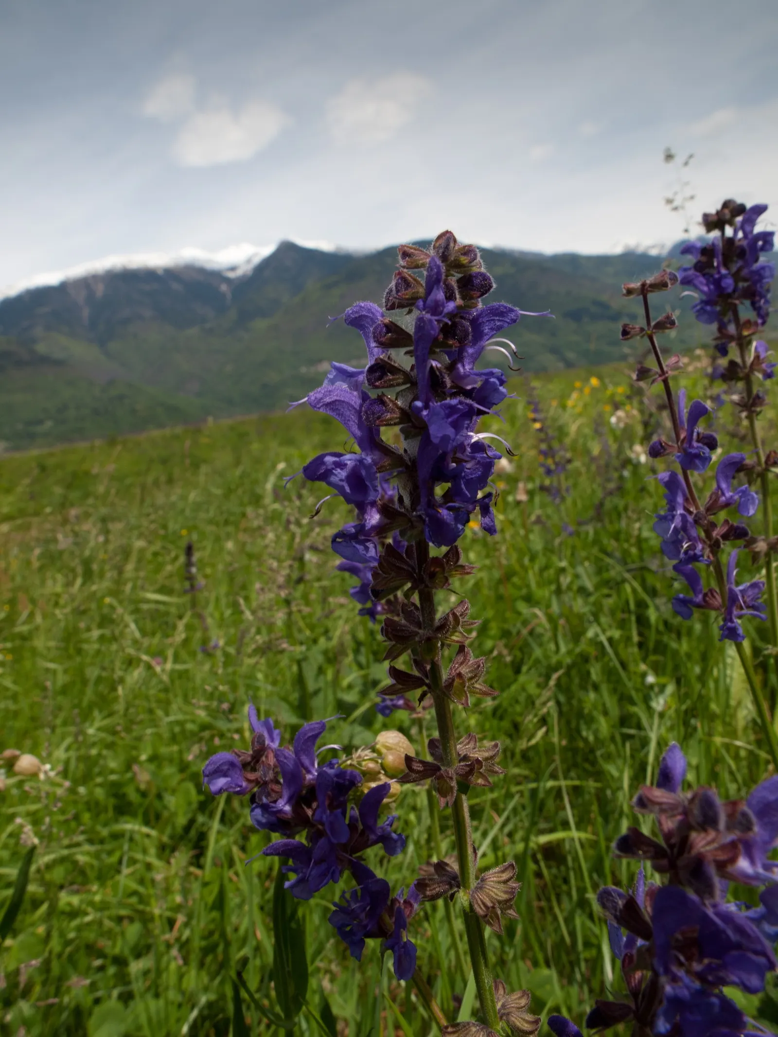 Meadow Clary, Meadow Sage (Salvia Pratensis) — Its basal rosette of green leaves provides a lush backdrop