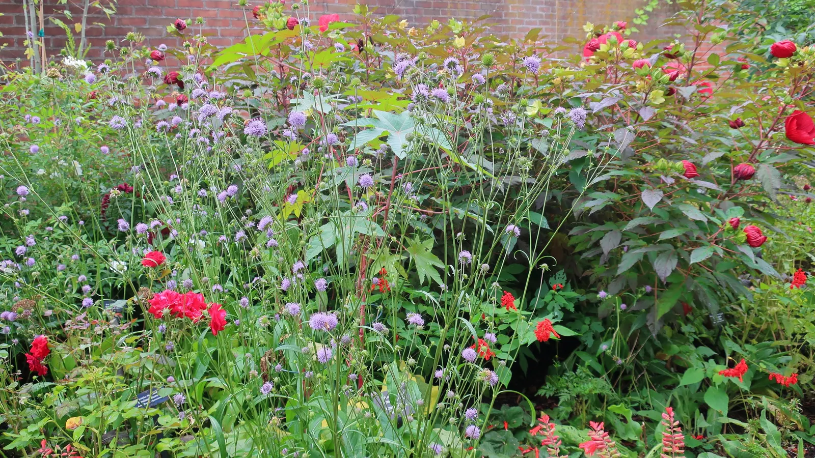 Meadow Clary, Meadow Sage (Salvia Pratensis) — Thriving in full sun to part shade, this hardy plant prefers well-draining soil