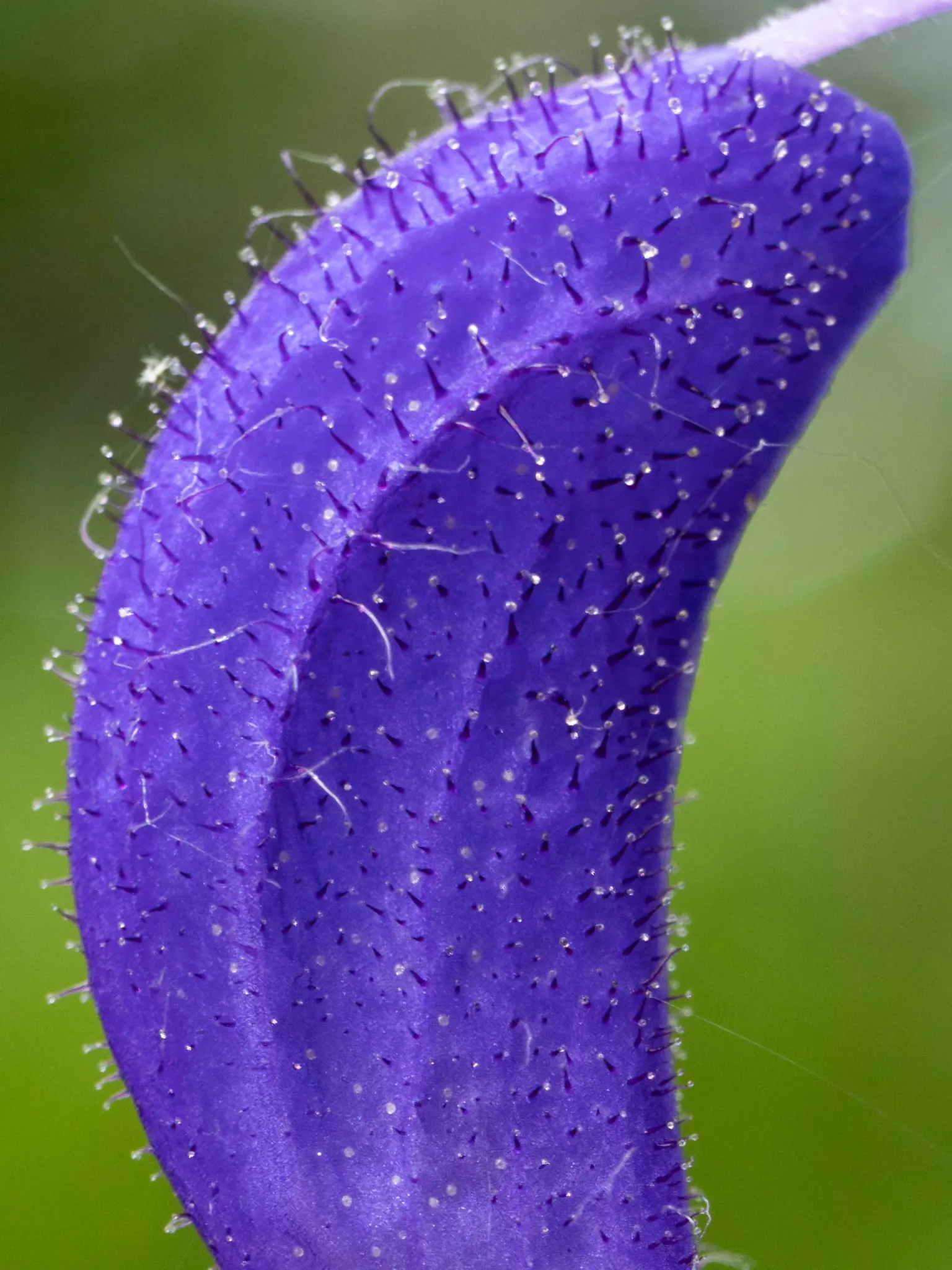 Meadow Clary, Meadow Sage (Salvia Pratensis) — it attracts pollinators to the garden