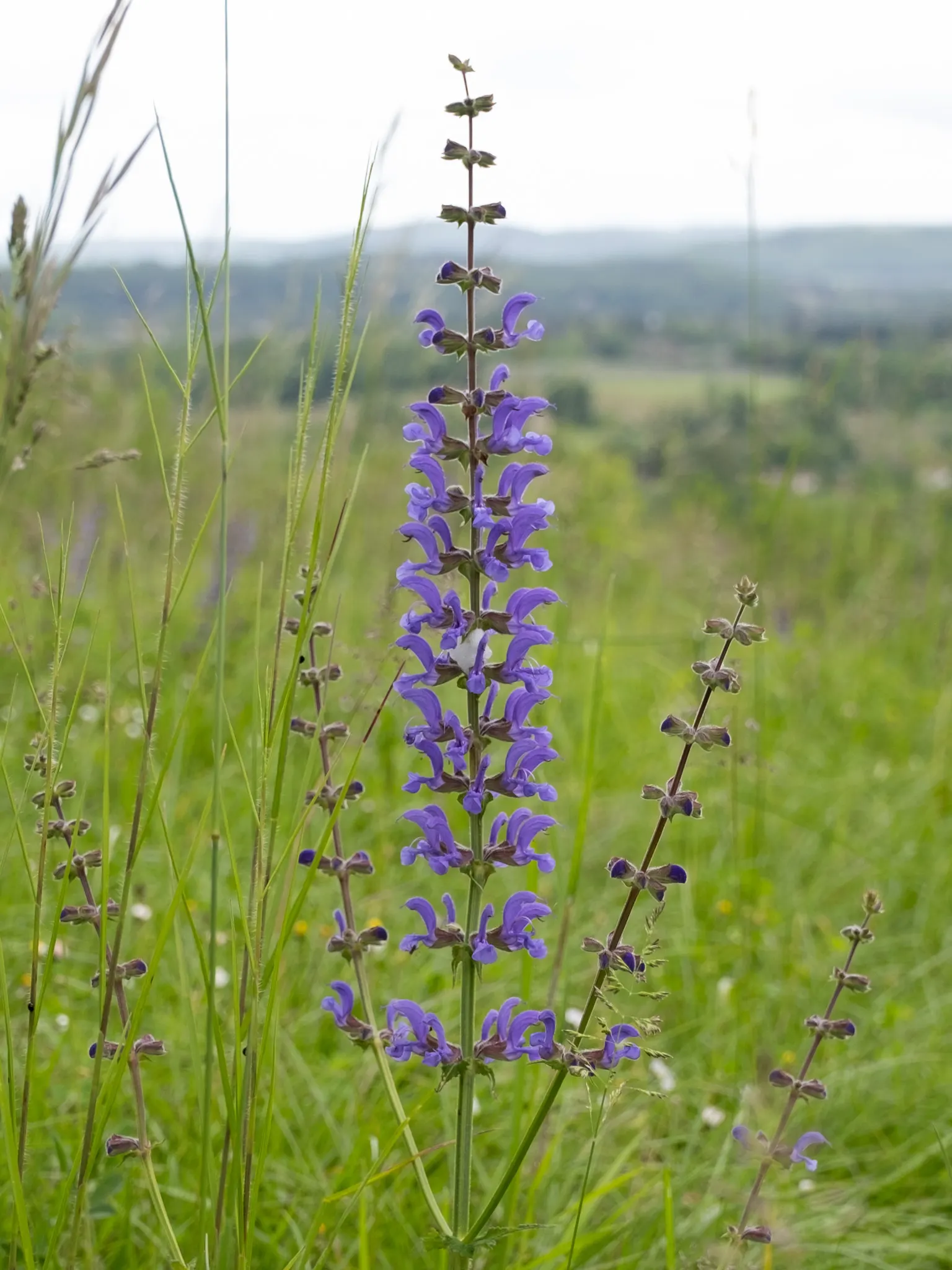 Meadow Clary, Meadow Sage (Salvia Pratensis) — Blooming from late spring to early summer