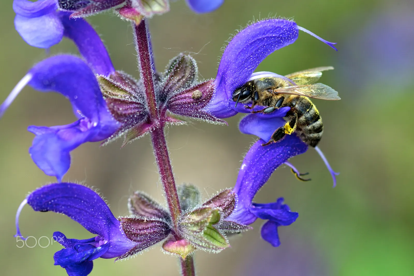 Meadow Clary, Meadow Sage (Salvia Pratensis) — adding both ecological value and a splash of color