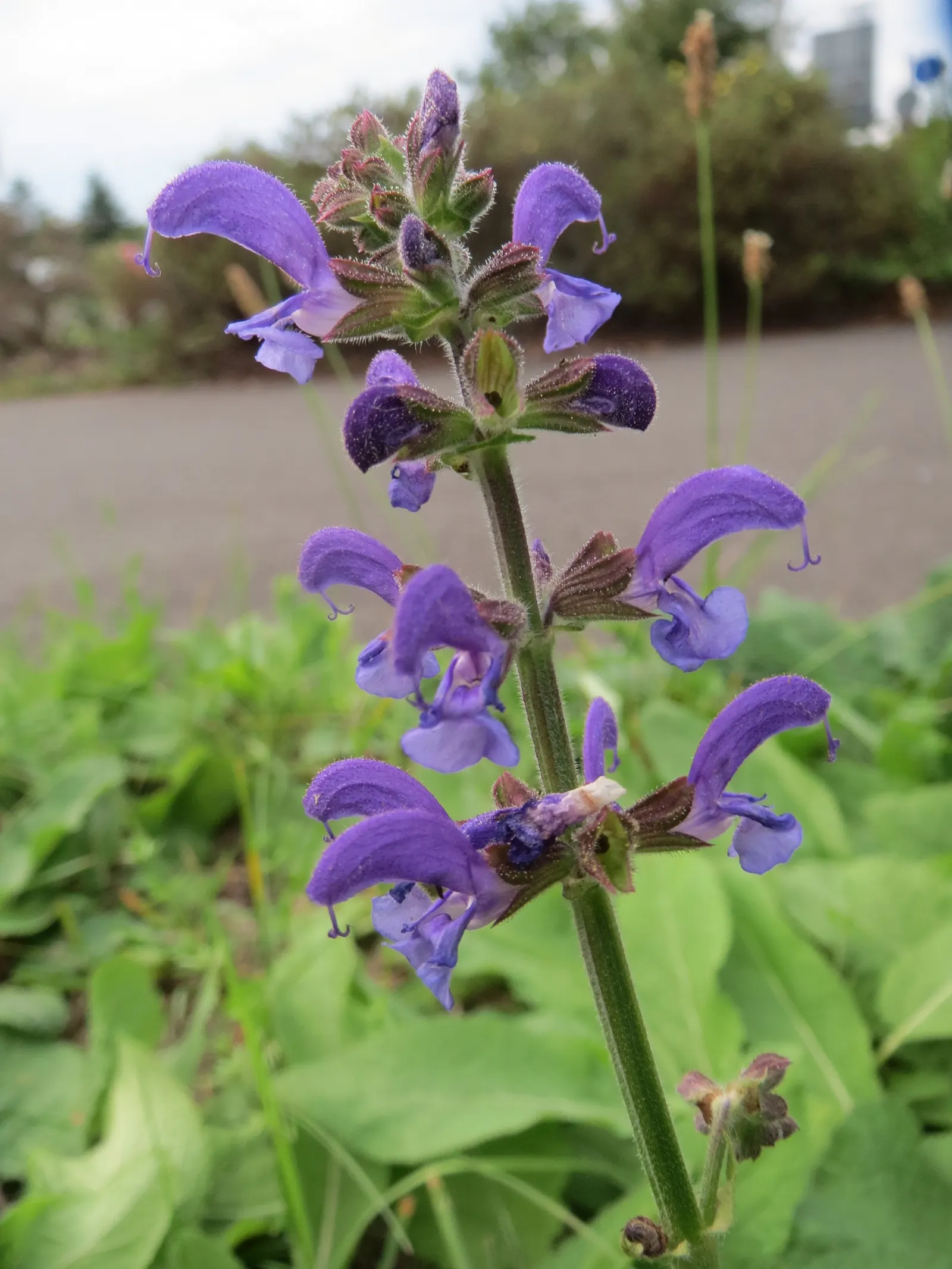 Meadow Clary, Meadow Sage (Salvia Pratensis) — commonly known as Meadow Clary or Meadow Sage