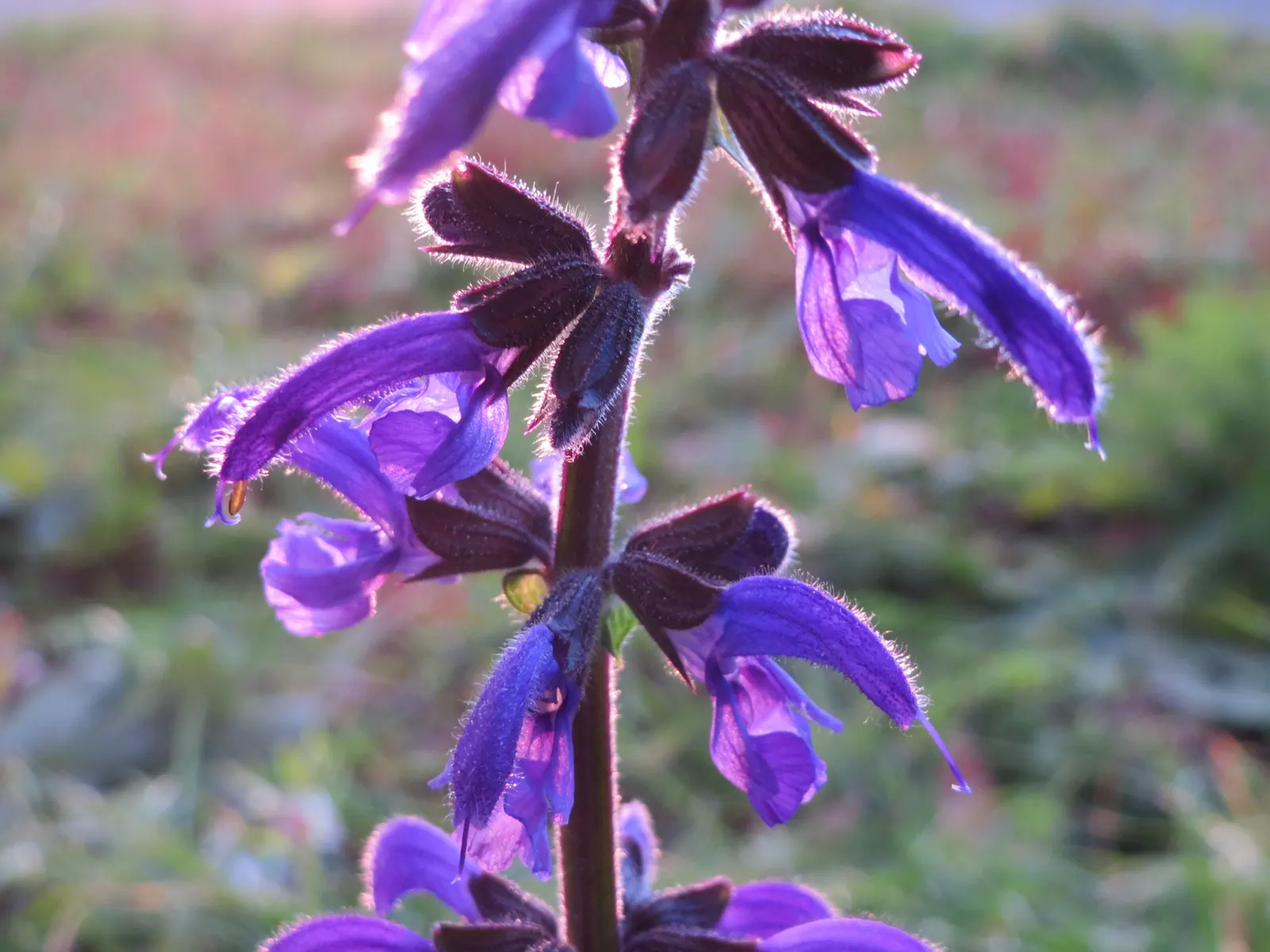 Meadow Clary, Meadow Sage (Salvia Pratensis) — is a hardy perennial heralding from the meadows of Europe and Western Asia