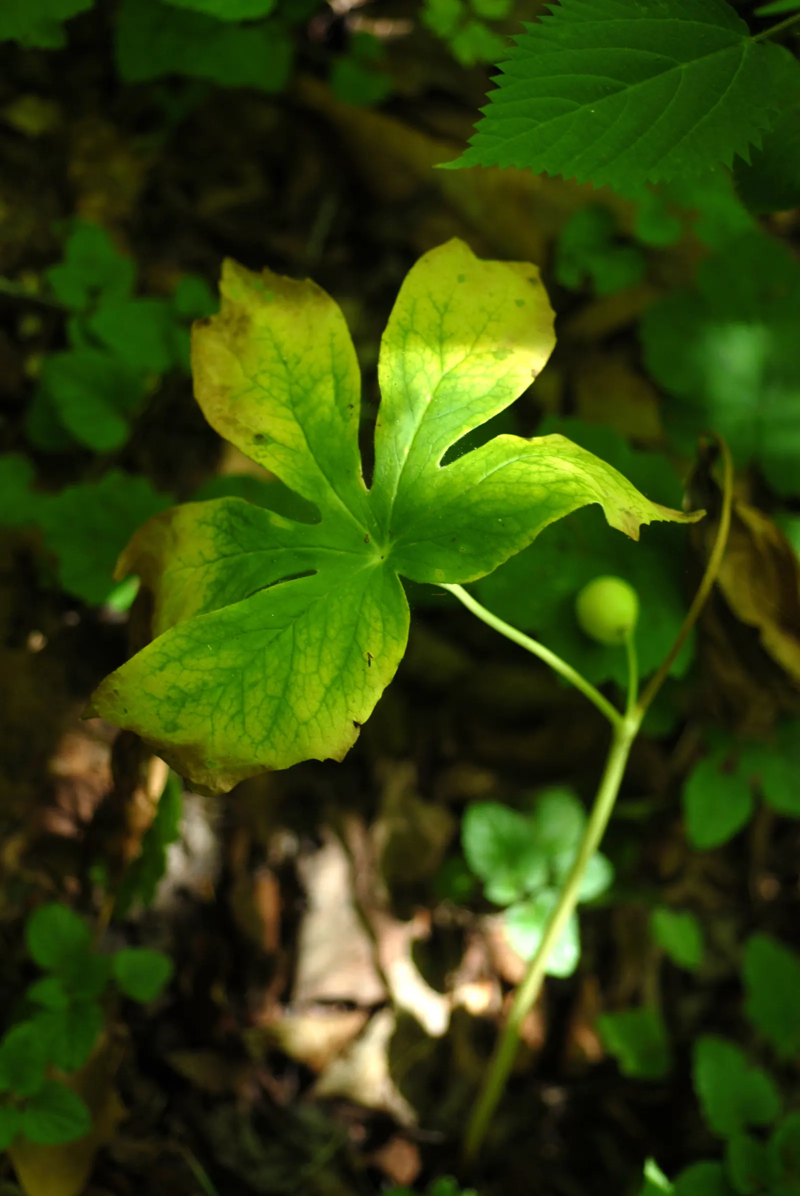 May Apple, Indian Apple (Podophyllum Peltatum) — the Mayapple emerges as a fleshy stalk; also known as Indian Apple or Podophyllum peltatum, image 101