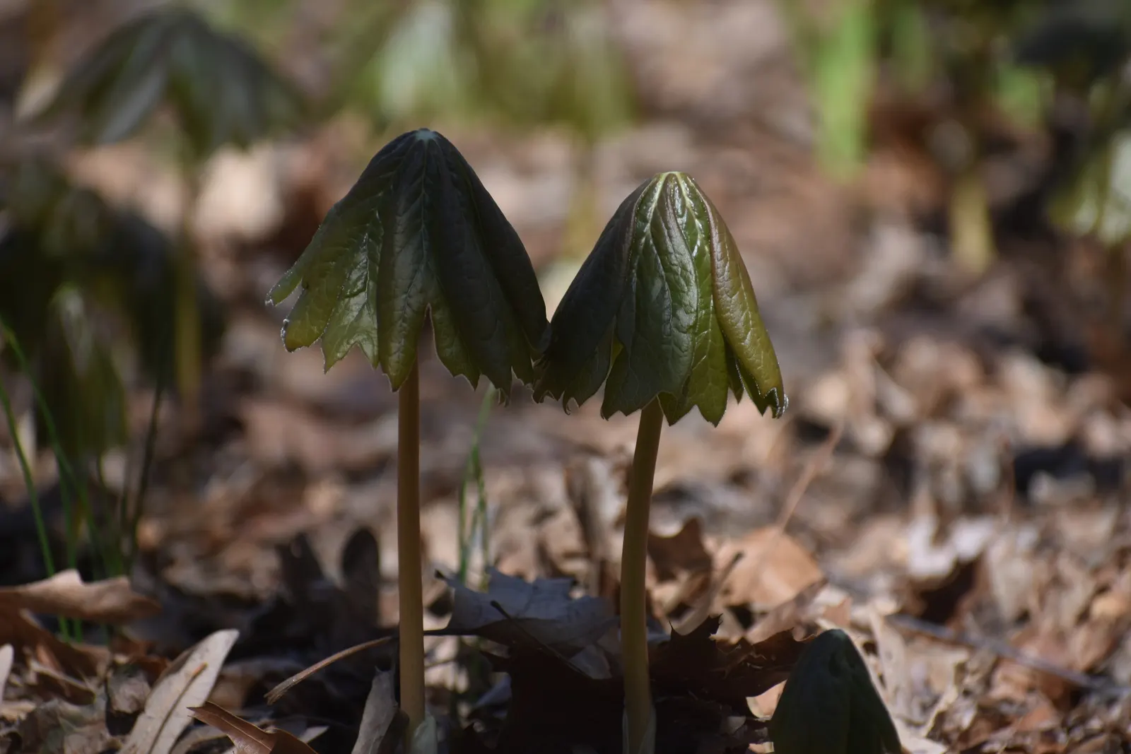 May Apple, Indian Apple (Podophyllum Peltatum) — Its distinctive umbrella-like leaves reach up to 18 inches wide; the flower gives way to a, image 61