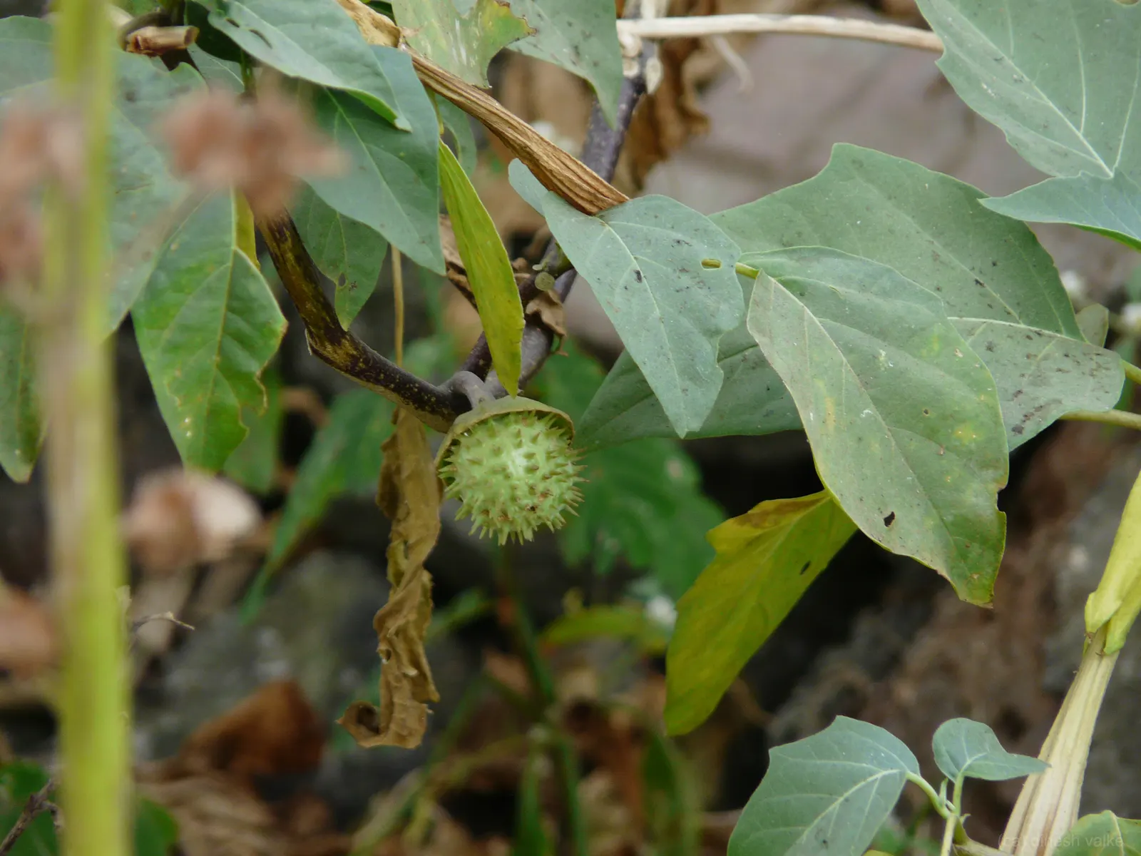 May Apple, Indian Apple (Podophyllum Peltatum) — Their foliage offers great ground coverage until midsummer when the plant goes dormant; all other, image 82