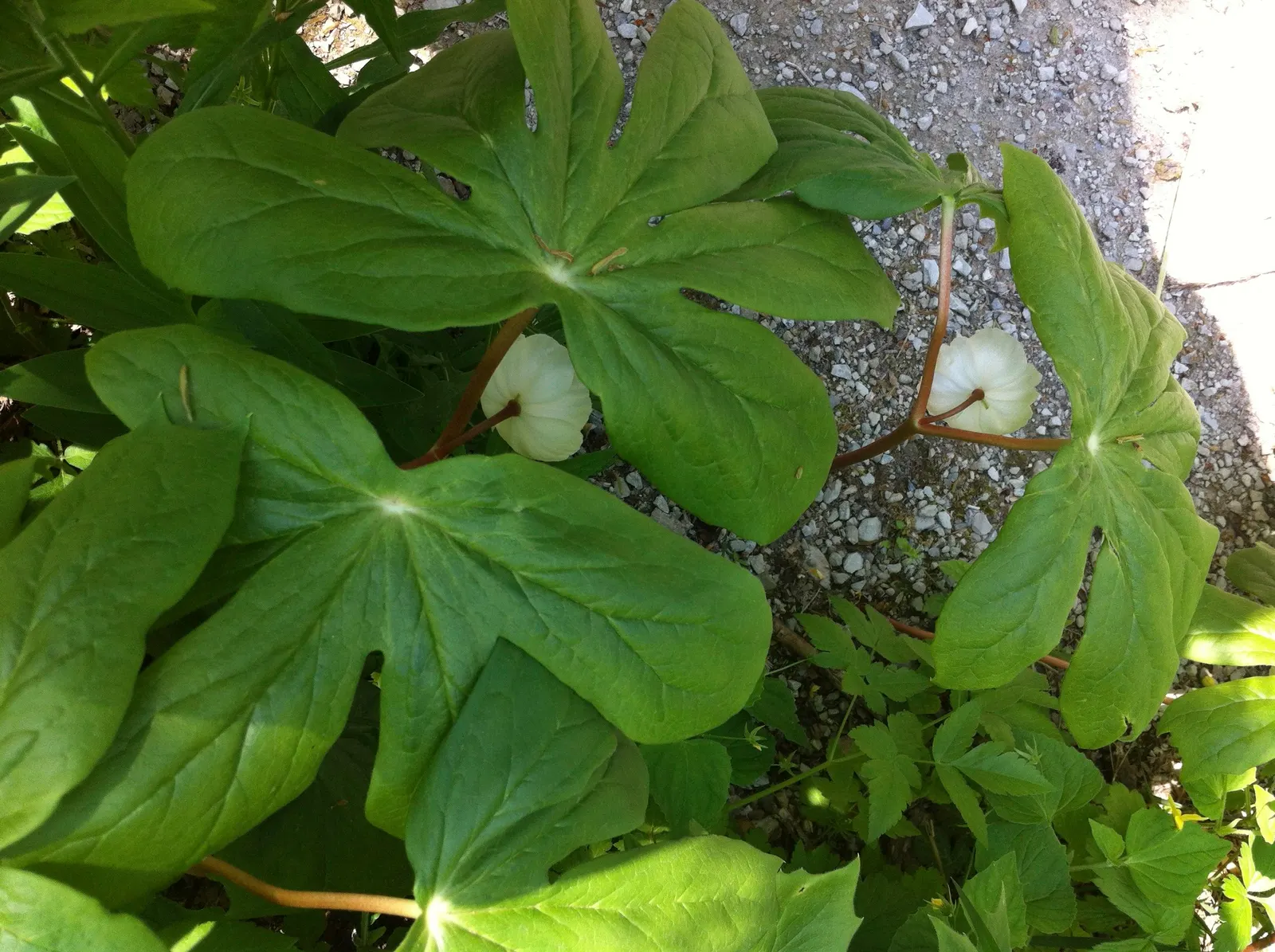 May Apple, Indian Apple (Podophyllum Peltatum) — though each stem is crowned by only one or two deeply lobed leaves; they form extensive colonies by rhizomes