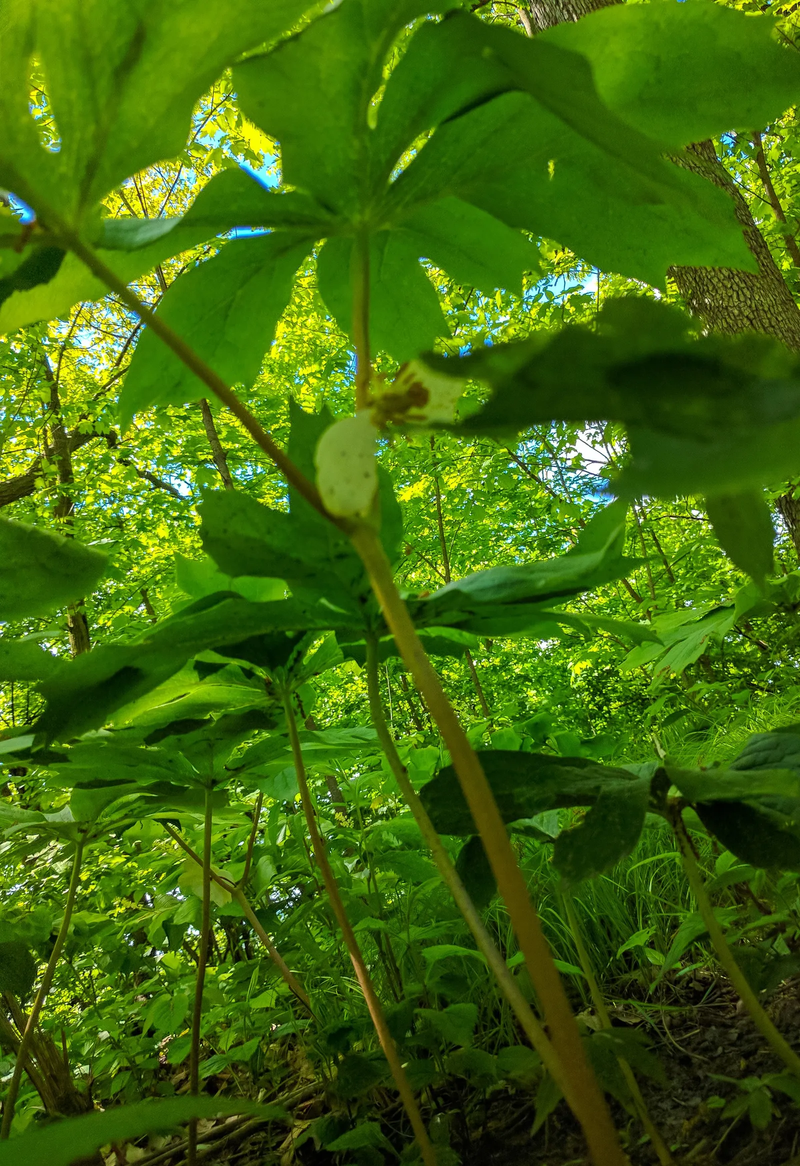 May Apple, Indian Apple (Podophyllum Peltatum) — though each stem is crowned by only one or two deeply lobed leaves; they form extensive colonies, image 70