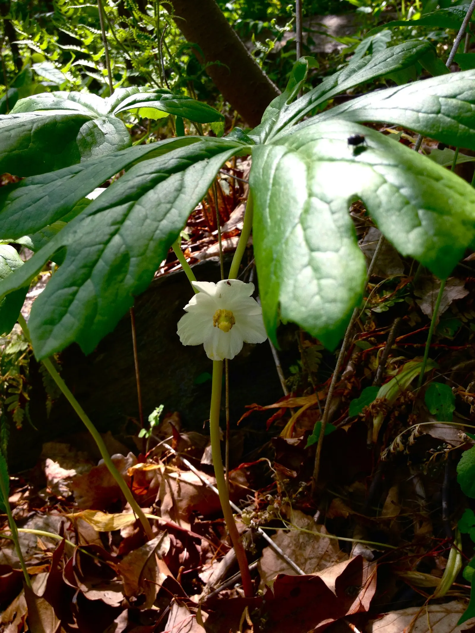 May Apple, Indian Apple (Podophyllum Peltatum) — ground cover for half or shade; making it a surprisingly carefree option for the shaded regions of a landscape