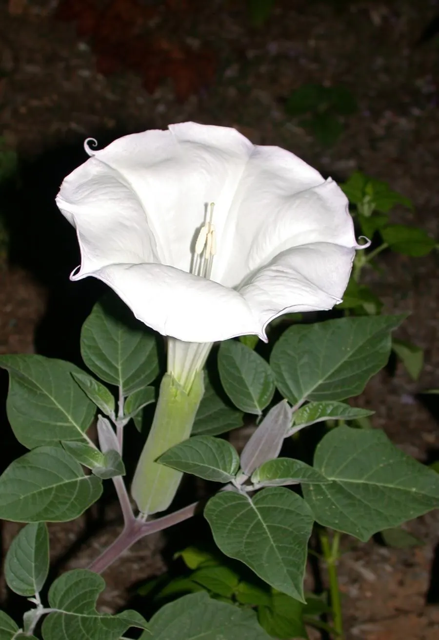 May Apple, Indian Apple (Podophyllum Peltatum) — They form extensive colonies by rhizomes, thus providing an exotic, carpet-like effect; each, image 139