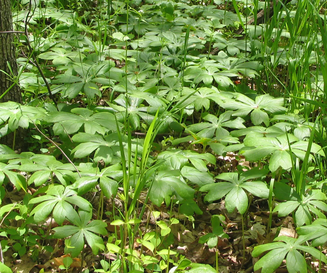 May Apple, Indian Apple (Podophyllum Peltatum) — It grows up to 12-18 inches tall, forming colonies via underground rhizomes
