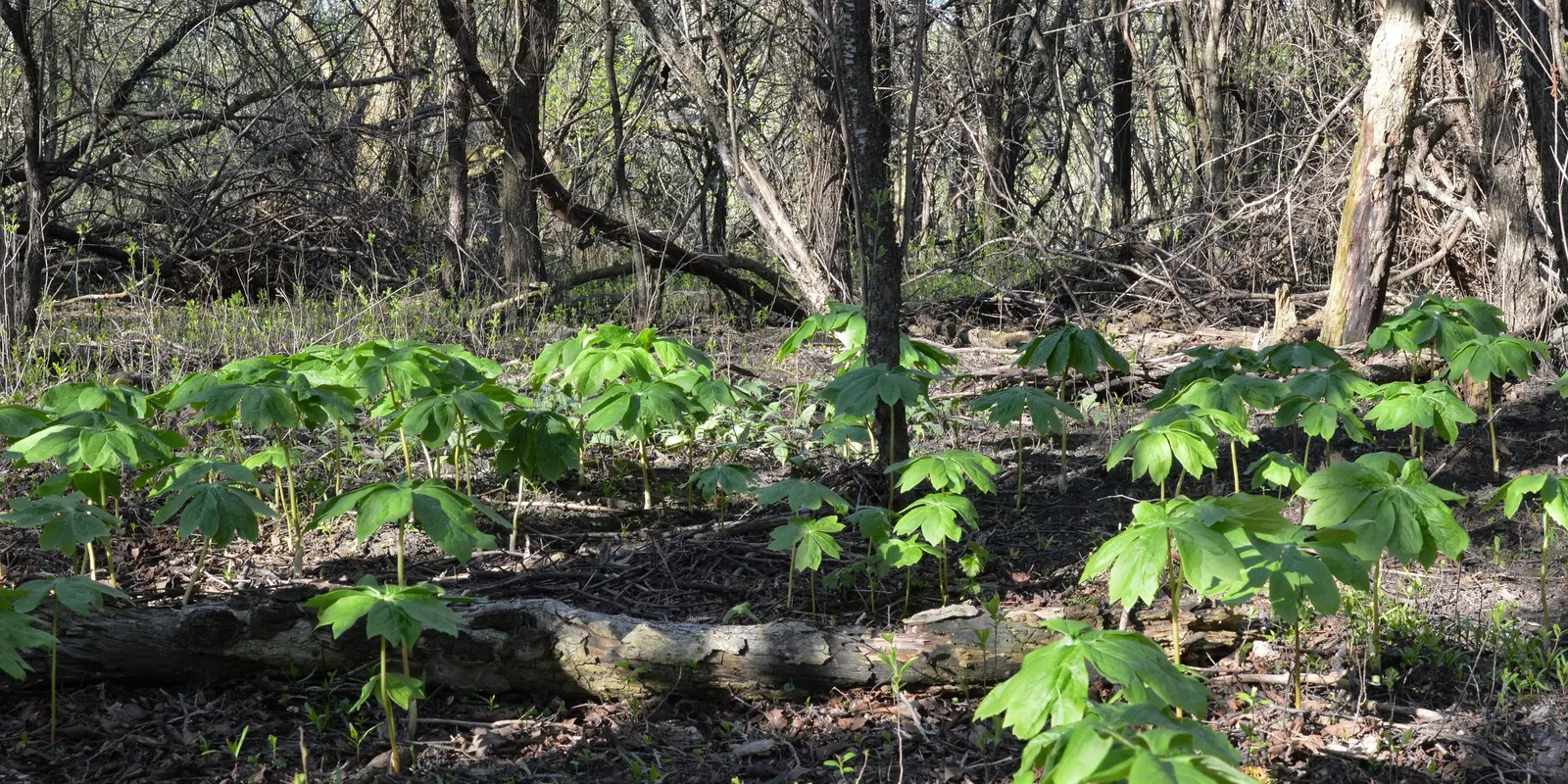 May Apple, Indian Apple (Podophyllum Peltatum) — commonly called May Apple or Indian Apple; with a single white flower blooming beneath in late, image 88