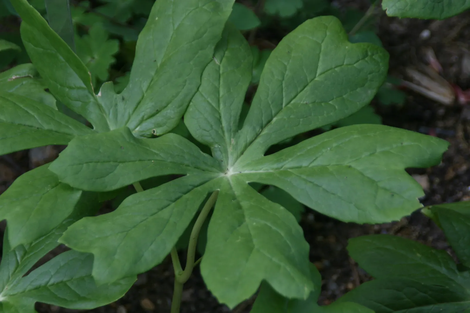May Apple, Indian Apple (Podophyllum Peltatum) — each extending up to 8 inches across.<br><br>In early spring; commonly called May Apple or Indian, image 129
