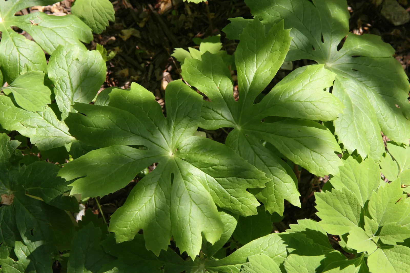 May Apple, Indian Apple (Podophyllum Peltatum) — Although the fruit is edible when fully ripe and may be used to make jellies; the Mayapple emerges, image 135