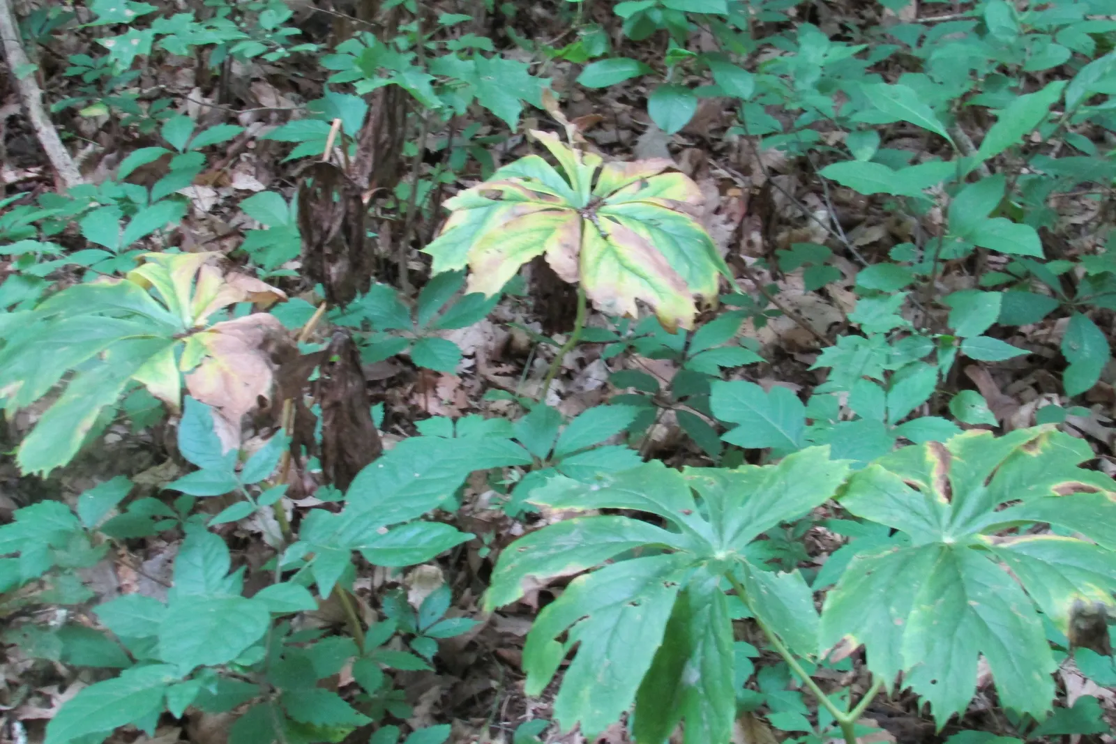 May Apple, Indian Apple (Podophyllum Peltatum) — the Mayapple emerges as a fleshy stalk; also known as Indian Apple or Podophyllum peltatum, image 130