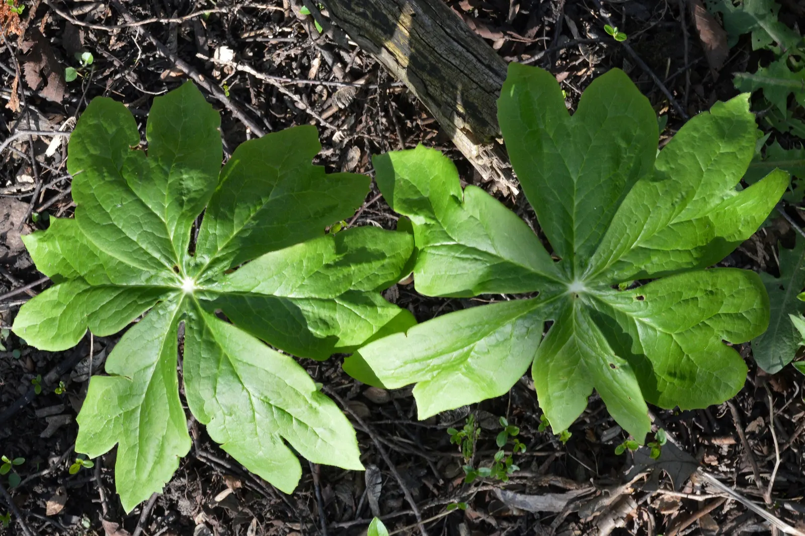 May Apple, Indian Apple (Podophyllum Peltatum) — plant Mayapples in medium wet