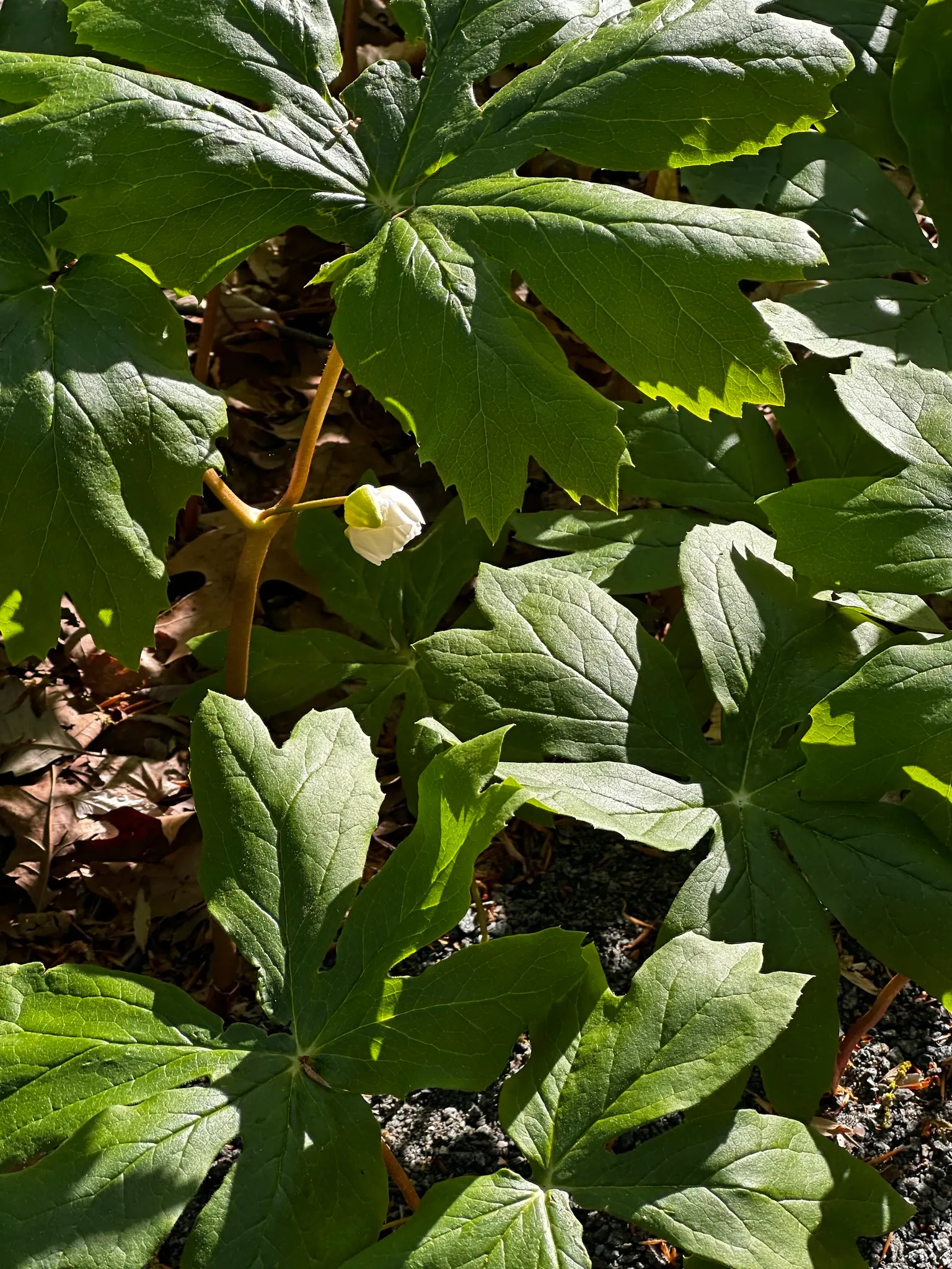 May Apple, Indian Apple (Podophyllum Peltatum) — so consider partnering Mayapples with other shade-loving perennials for a season-long display, image 141