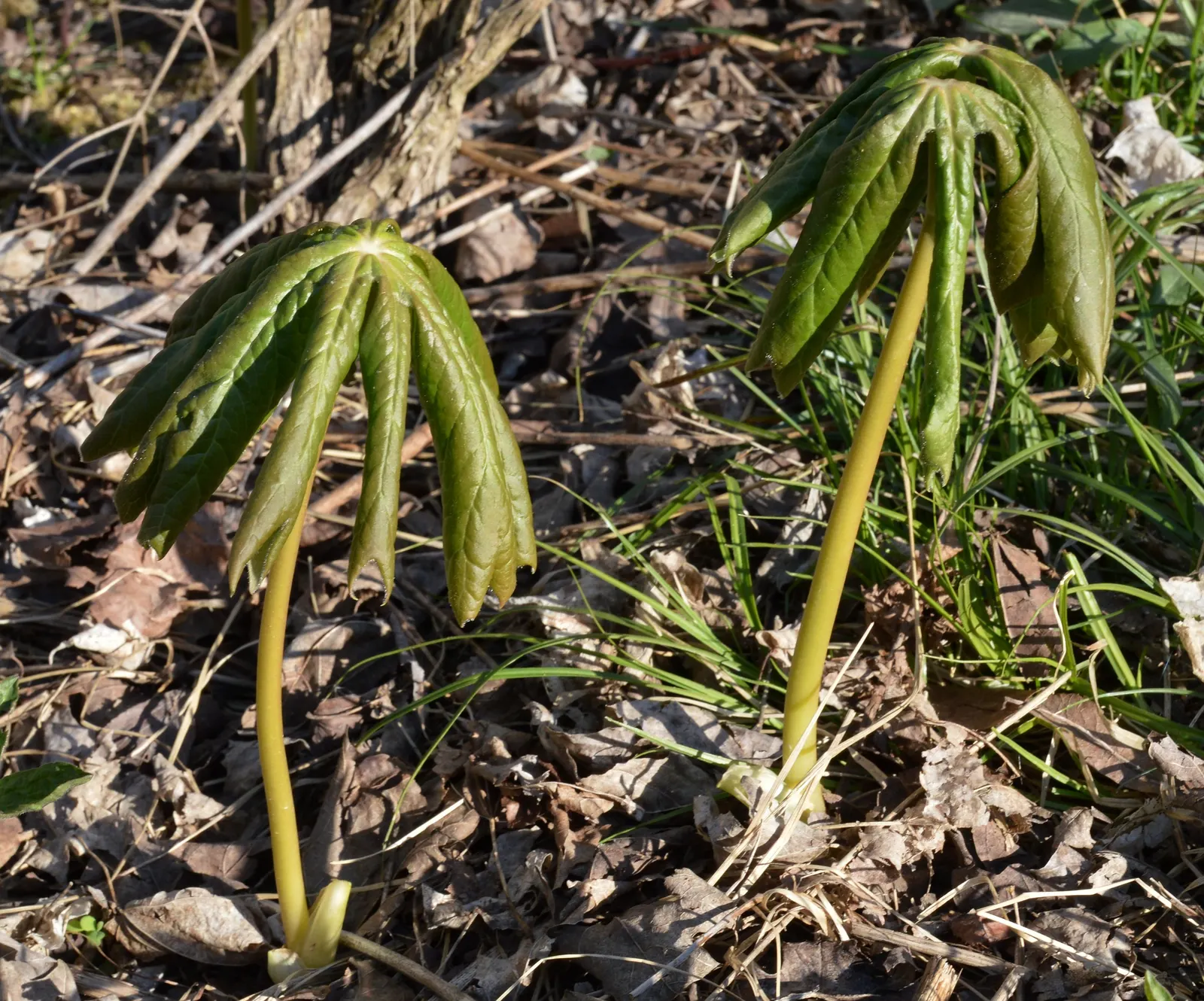 May Apple, Indian Apple (Podophyllum Peltatum) — The flower gives way to a yellow-green fruit, the "apple," which reaches about 2 inches long by, image 134