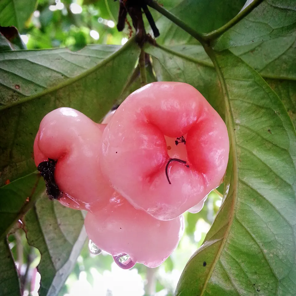 May Apple, Indian Apple (Podophyllum Peltatum) — With its unique umbrella-like leaves; serves as a distinctive and enchanting addition to woodland, image 126