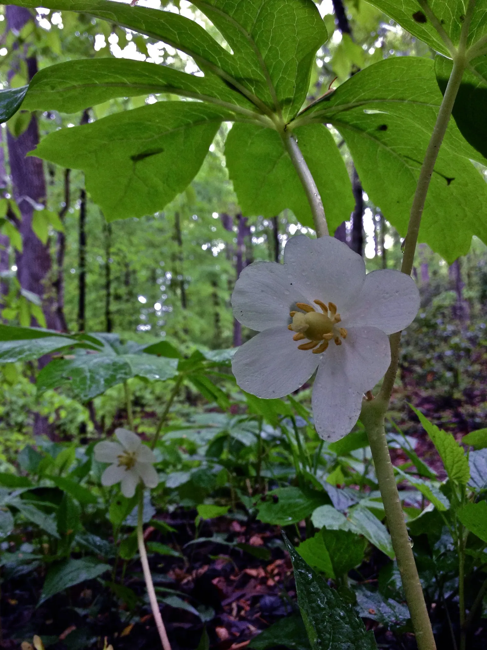 May Apple, Indian Apple (Podophyllum Peltatum) — Its distinctive umbrella-like leaves reach up to 18 inches wide; the flower gives way to a, image 119