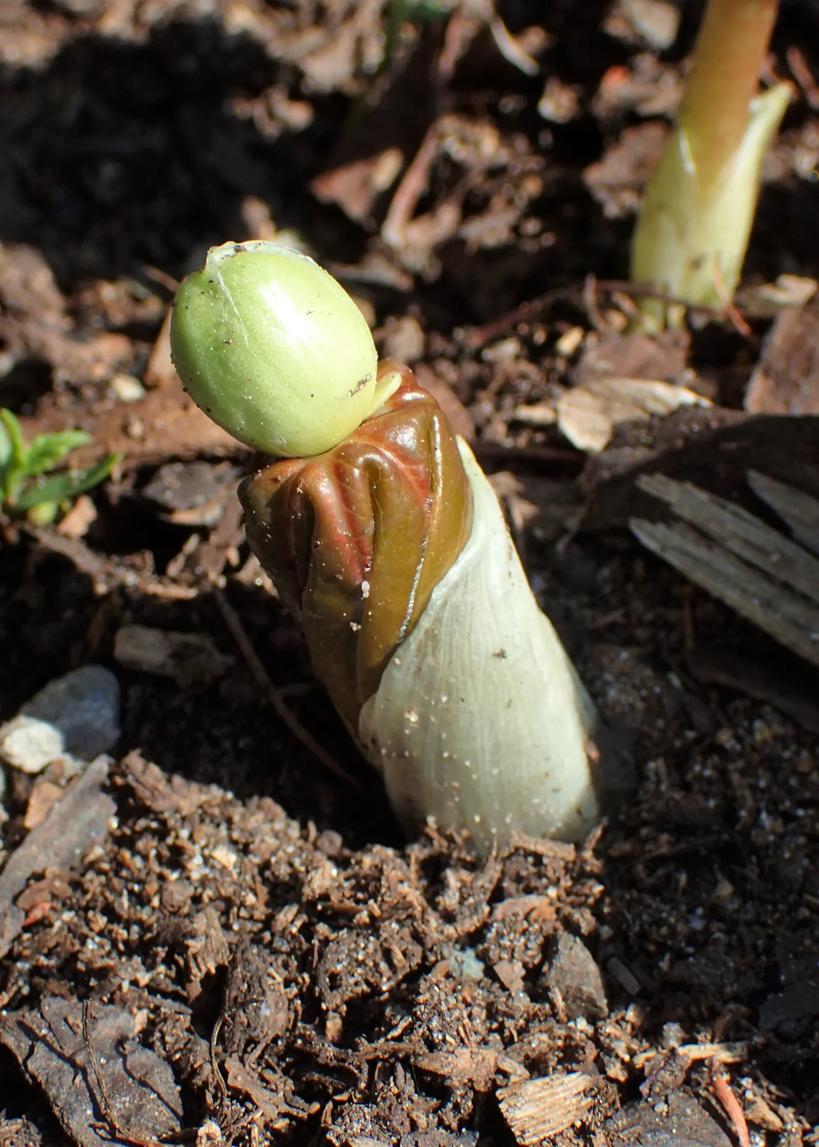 May Apple, Indian Apple (Podophyllum Peltatum) — each extending up to 8 inches across.<br><br>In early spring; commonly called May Apple or Indian, image 100