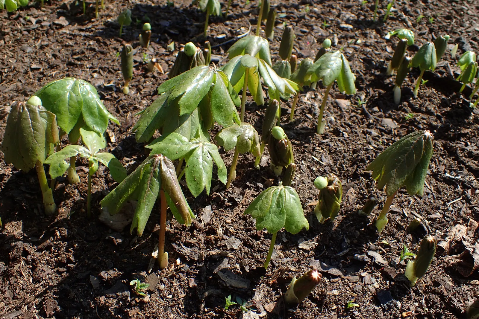 May Apple, Indian Apple (Podophyllum Peltatum) — with a single white flower blooming beneath in late spring