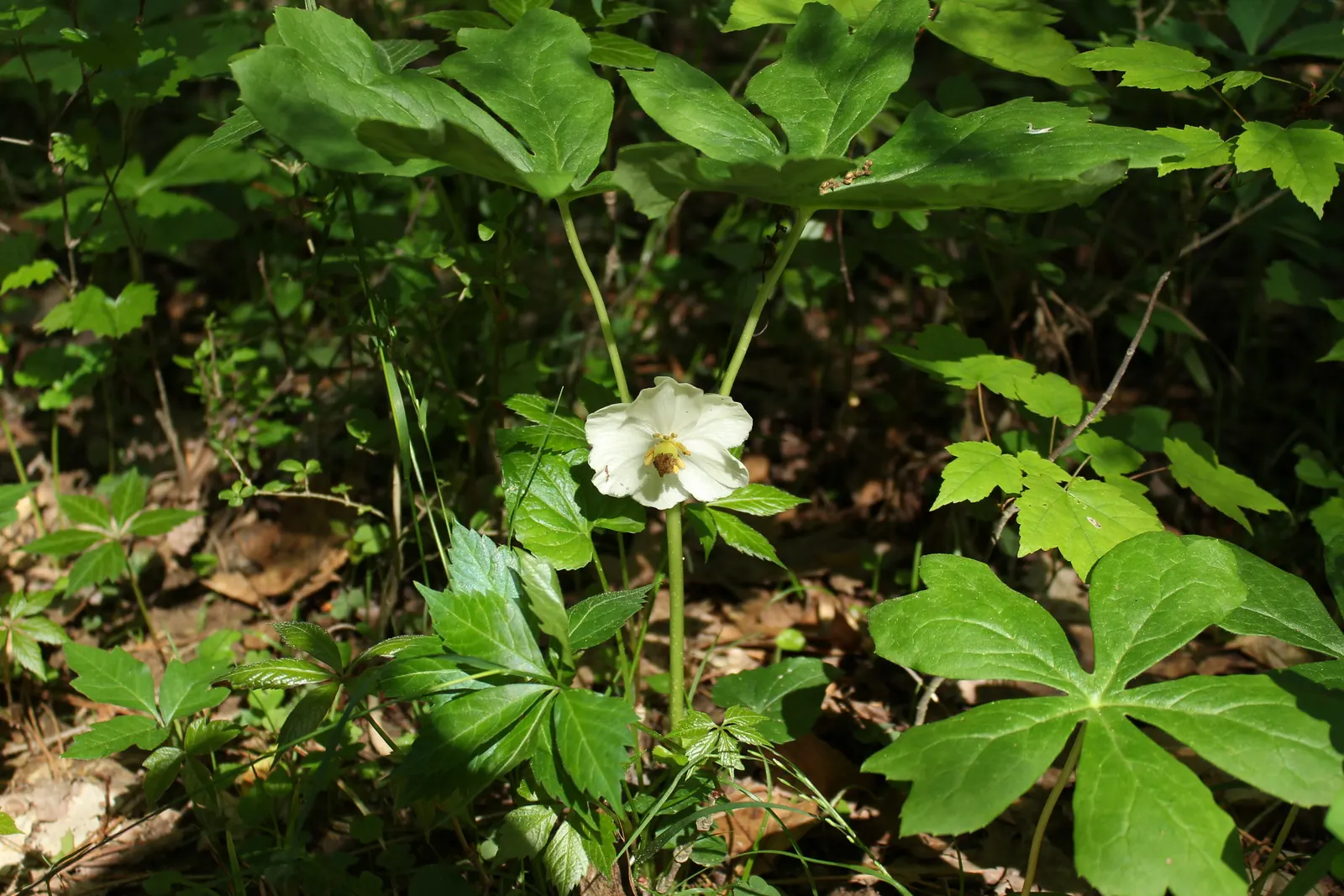 May Apple, Indian Apple (Podophyllum Peltatum) — With its unique umbrella-like leaves; serves as a distinctive and enchanting addition to woodland, image 68