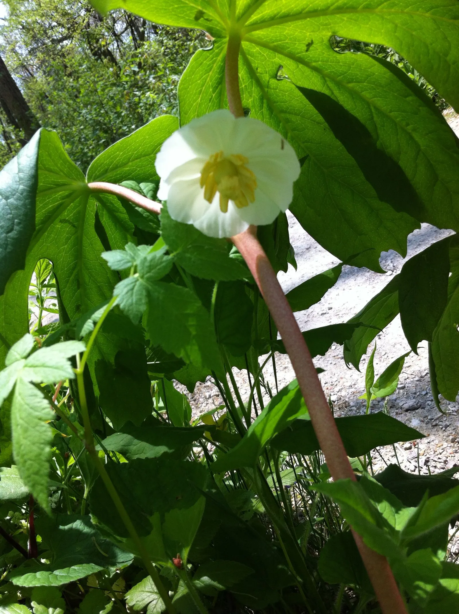 May Apple, Indian Apple (Podophyllum Peltatum) — plant Mayapples in medium wet; ground cover with white blooms
