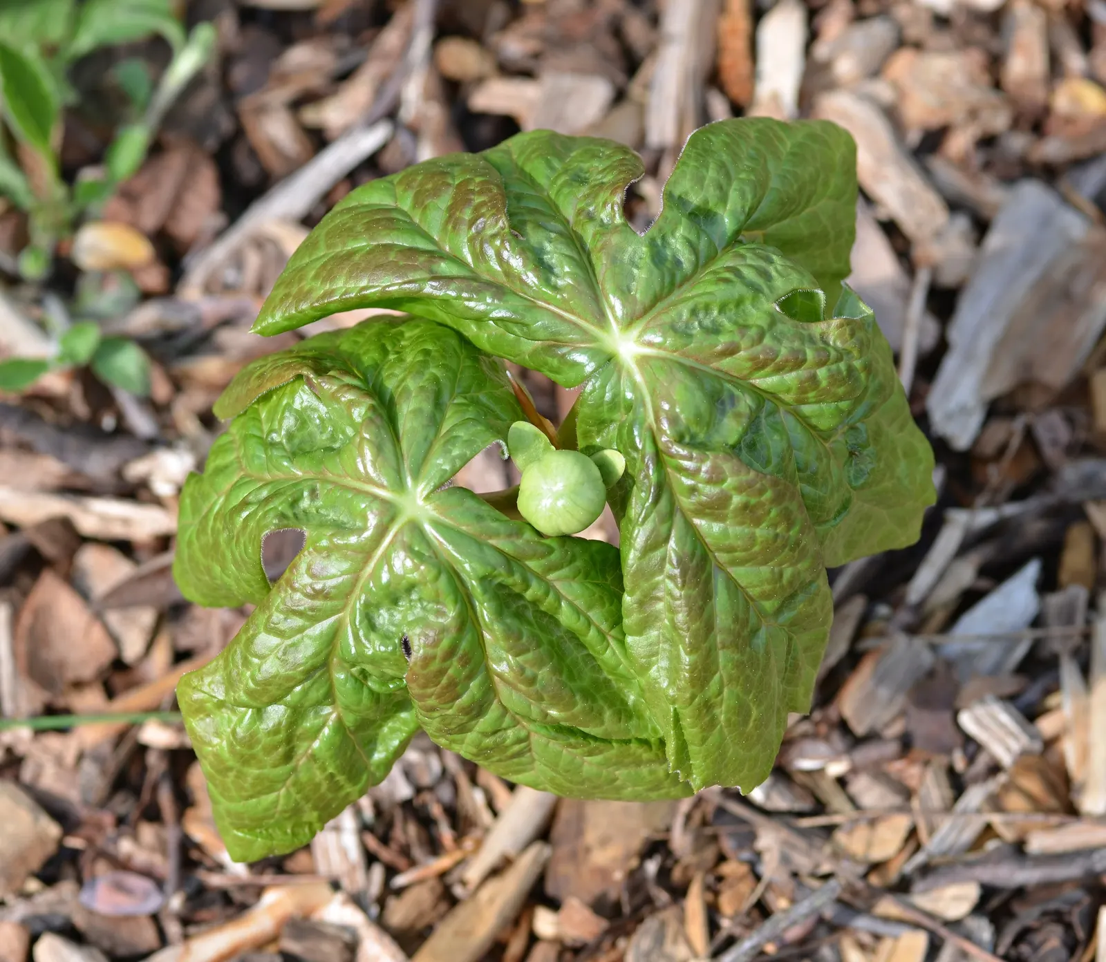 May Apple, Indian Apple (Podophyllum Peltatum) — The plant bears a yellow-green fruit, which is edible when ripe, though all other parts are toxic, image 64