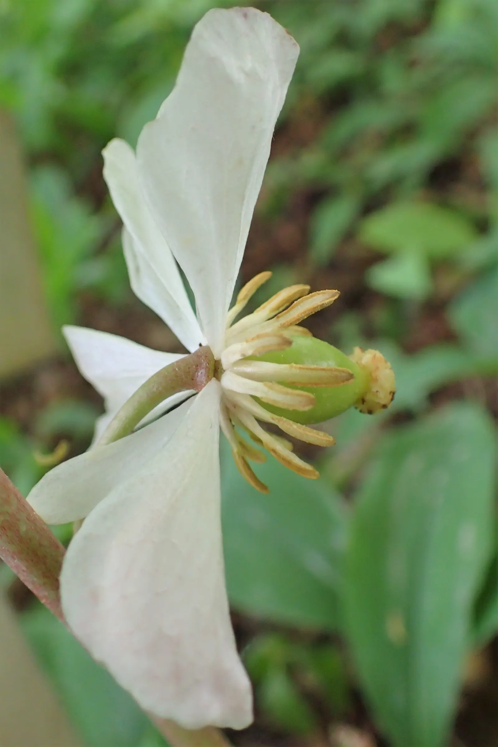 May Apple, Indian Apple (Podophyllum Peltatum) — though each stem is crowned by only one or two deeply lobed leaves; they form extensive colonies, image 128