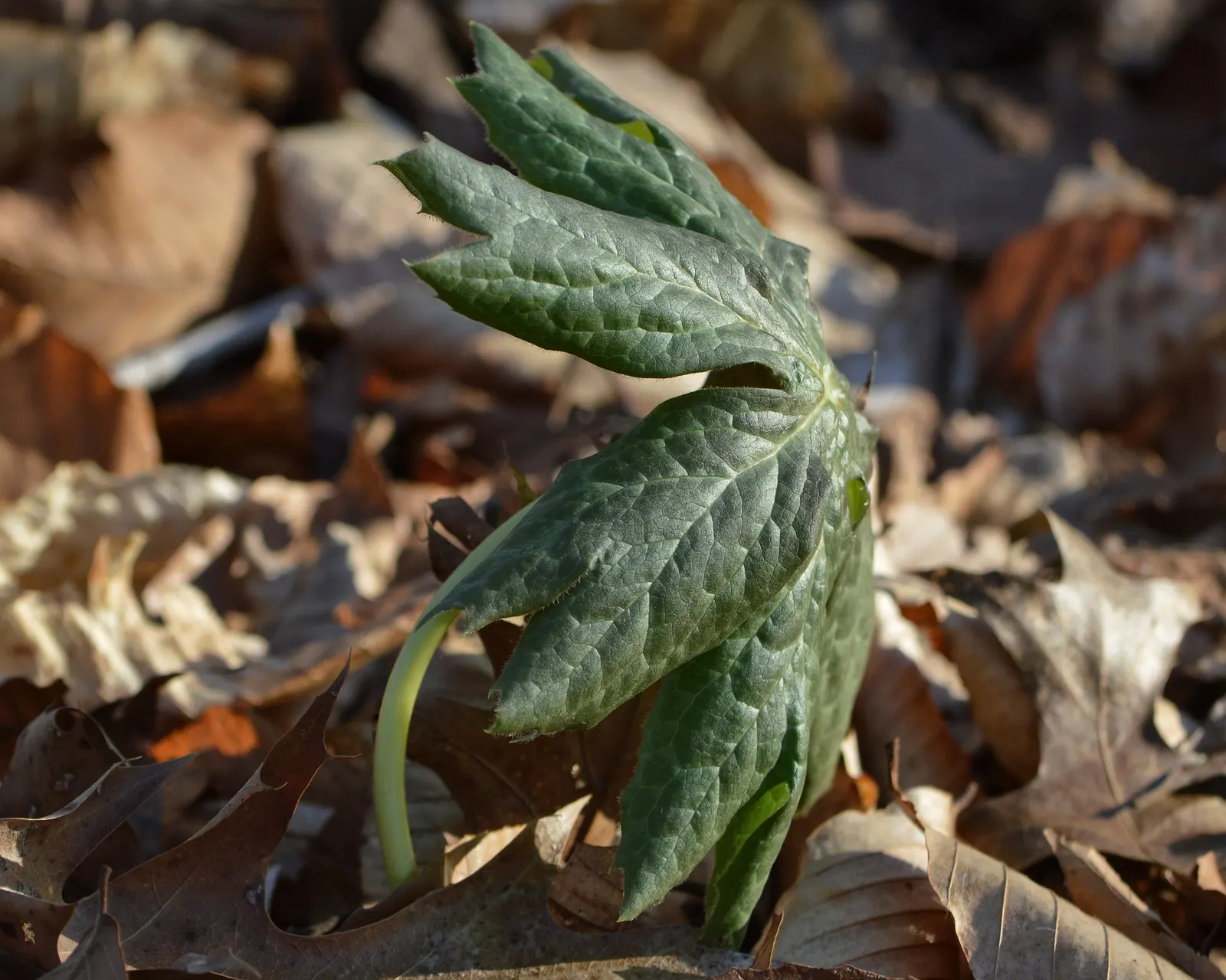 May Apple, Indian Apple (Podophyllum Peltatum) — With its unique umbrella-like leaves; serves as a distinctive and enchanting addition to woodland or shade