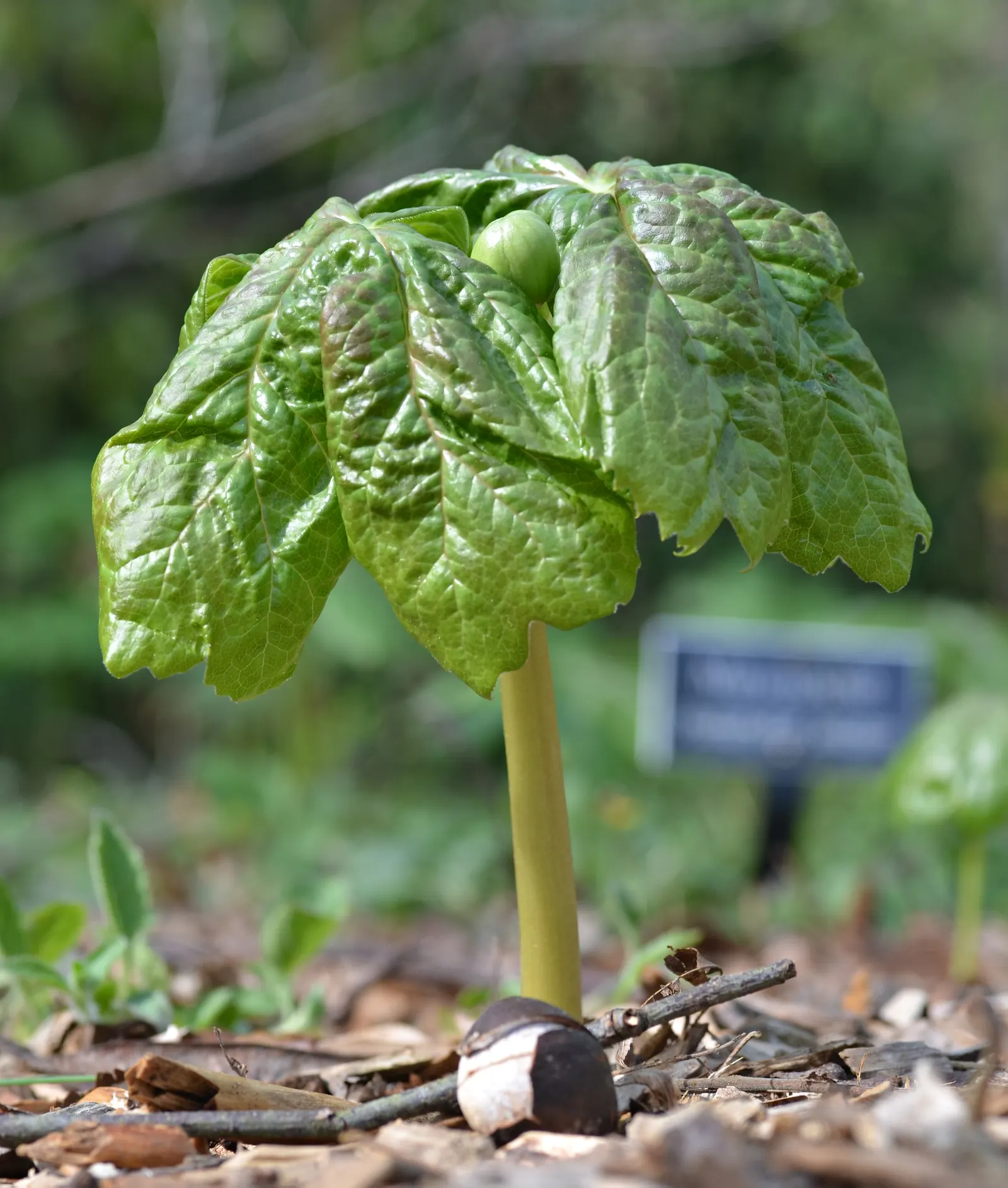 May Apple, Indian Apple (Podophyllum Peltatum) — Their foliage offers great ground coverage until midsummer when the plant goes dormant; all other parts of the
