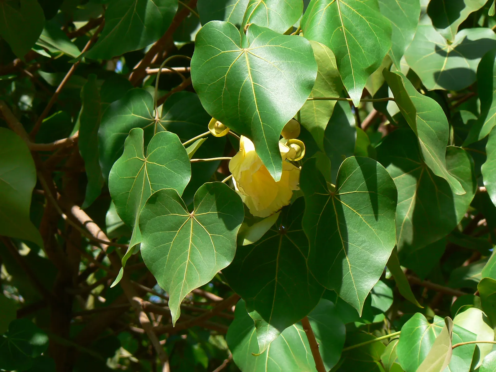 May Apple, Indian Apple (Podophyllum Peltatum) — serves as a distinctive and enchanting addition to woodland or shade gardens; is a shade-loving, image 125