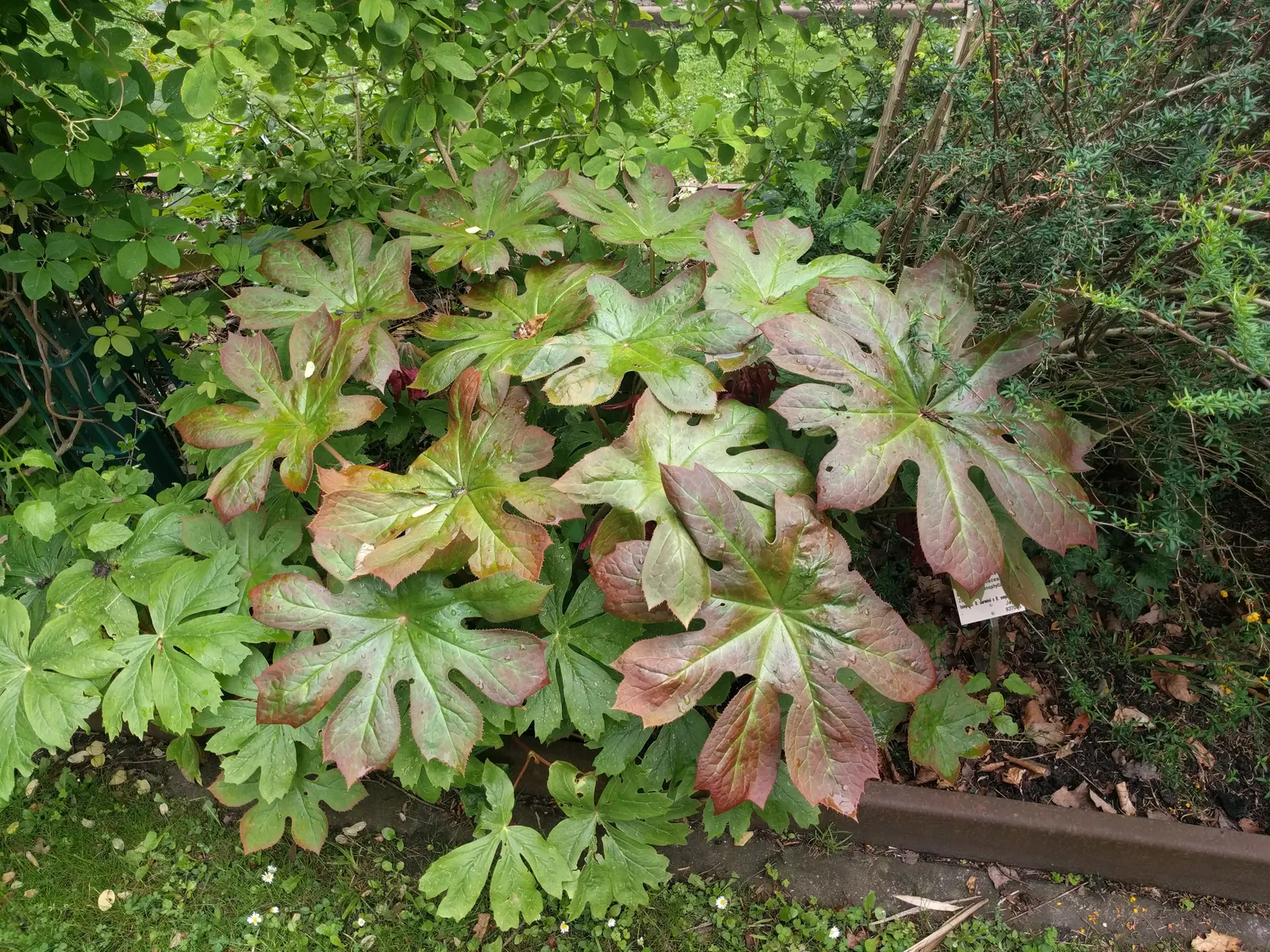May Apple, Indian Apple (Podophyllum Peltatum) — the Mayapple typically grows to a height of 12 to 18 inches with a similar spread; white flower, image 98