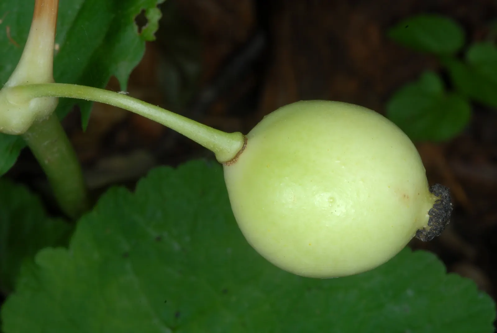 May Apple, Indian Apple (Podophyllum Peltatum) — plant Mayapples in medium wet; ground cover with white blooms, image 79