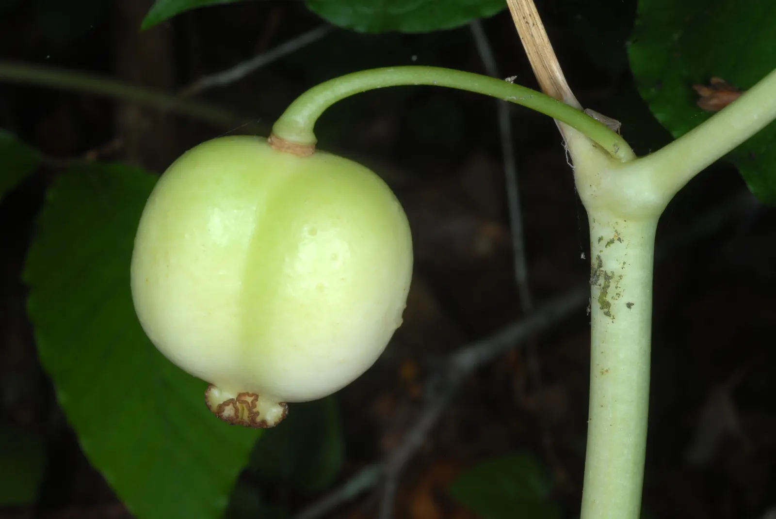 May Apple, Indian Apple (Podophyllum Peltatum) — each extending up to 8 inches across.<br><br>In early spring