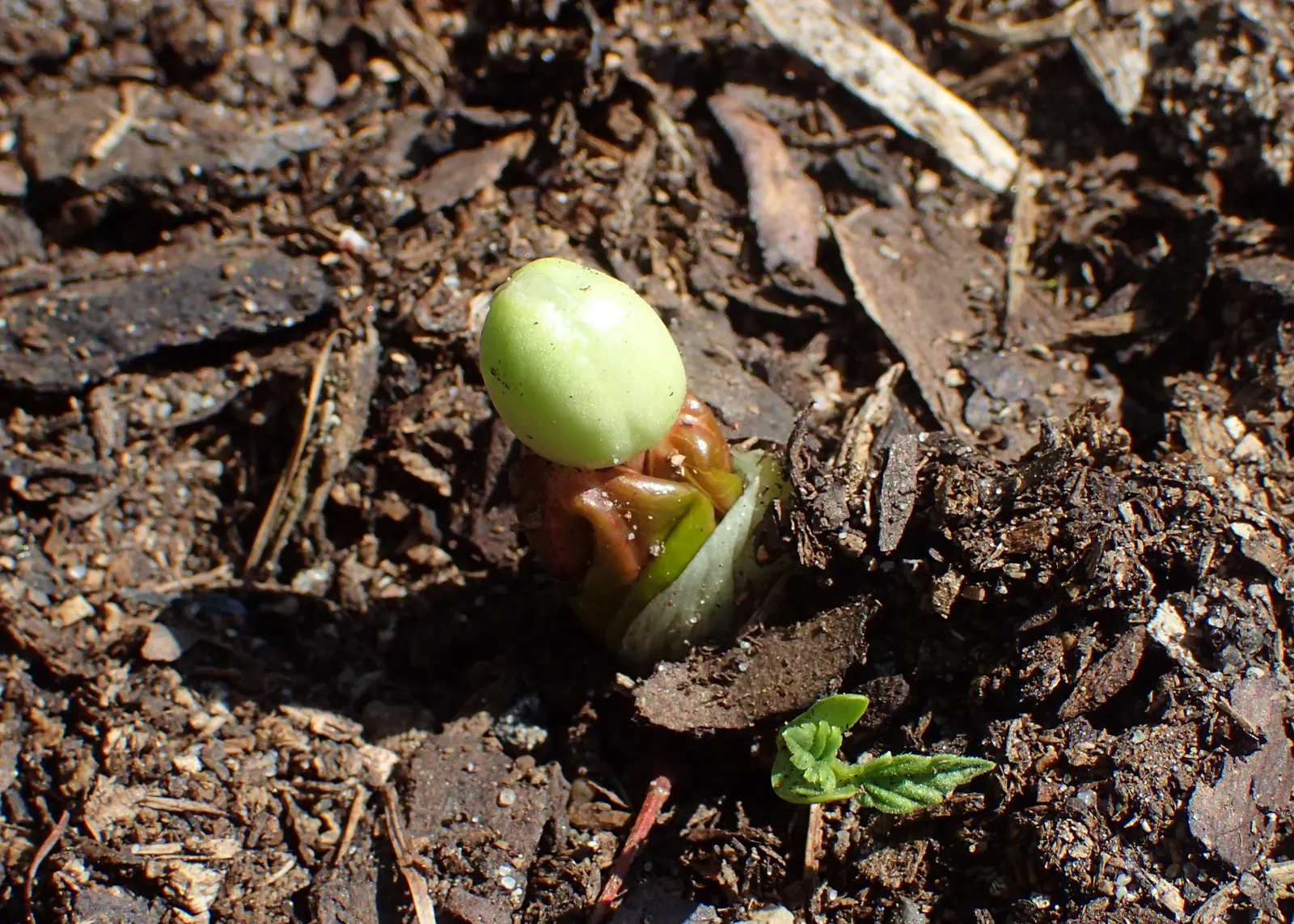 May Apple, Indian Apple (Podophyllum Peltatum) — hidden beneath its foliage