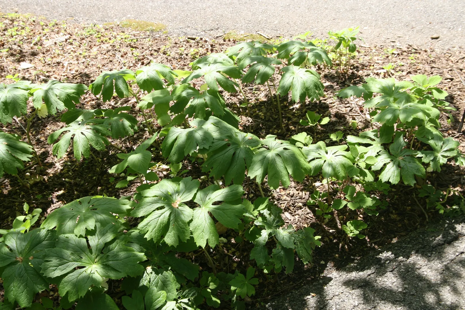 May Apple, Indian Apple (Podophyllum Peltatum) — well-drained soil with partial to full shade