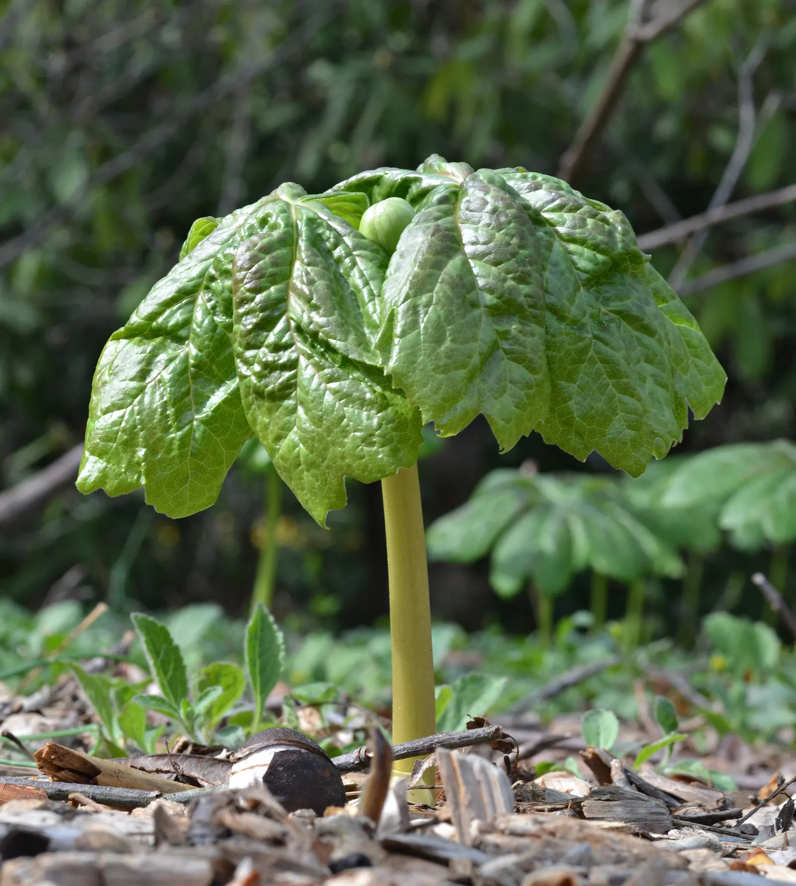 May Apple, Indian Apple (Podophyllum Peltatum) — commonly called May Apple or Indian Apple; with a single white flower blooming beneath in late spring
