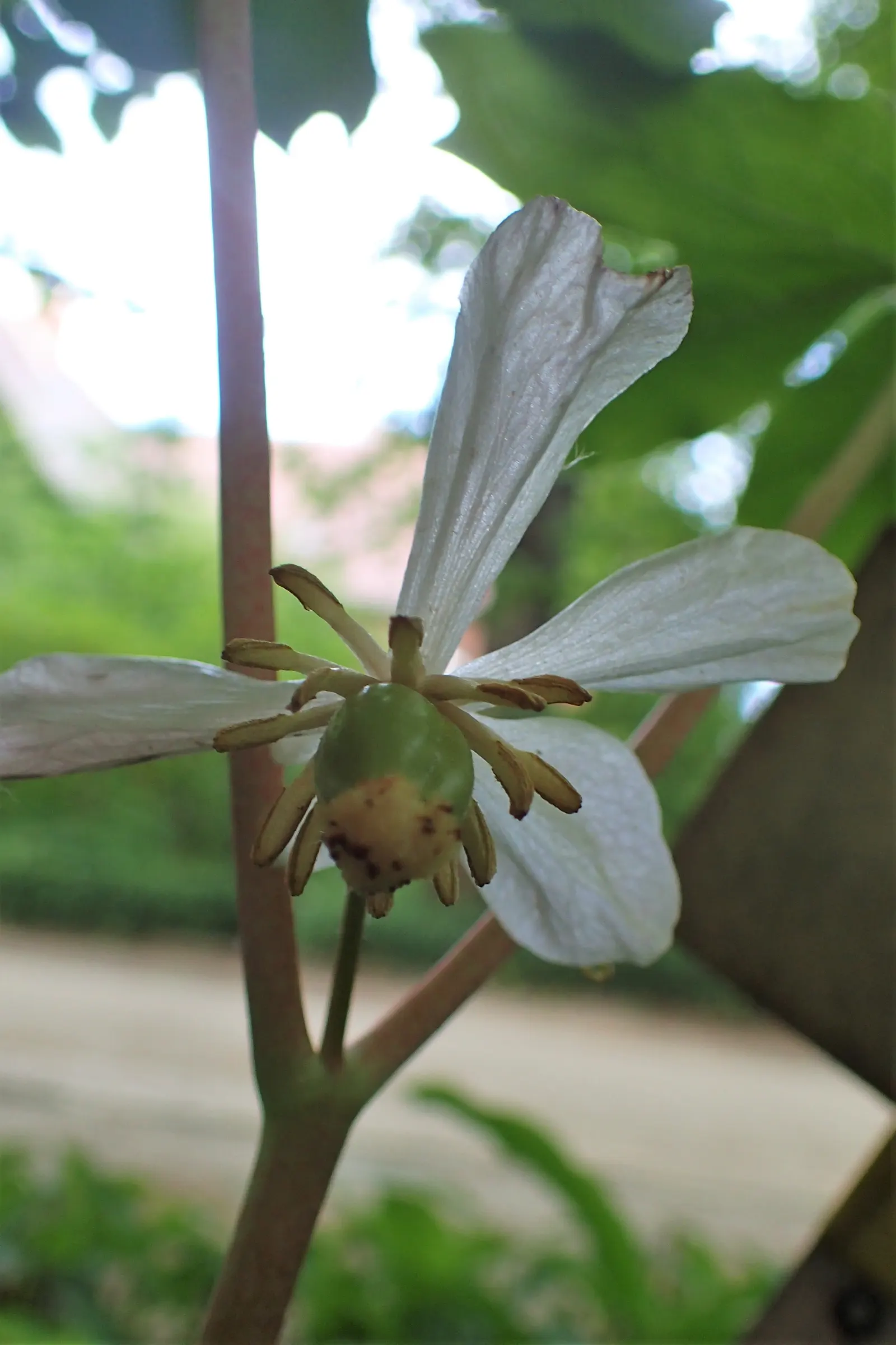 May Apple, Indian Apple (Podophyllum Peltatum) — commonly called May Apple or Indian Apple; with a single white flower blooming beneath in late, image 59