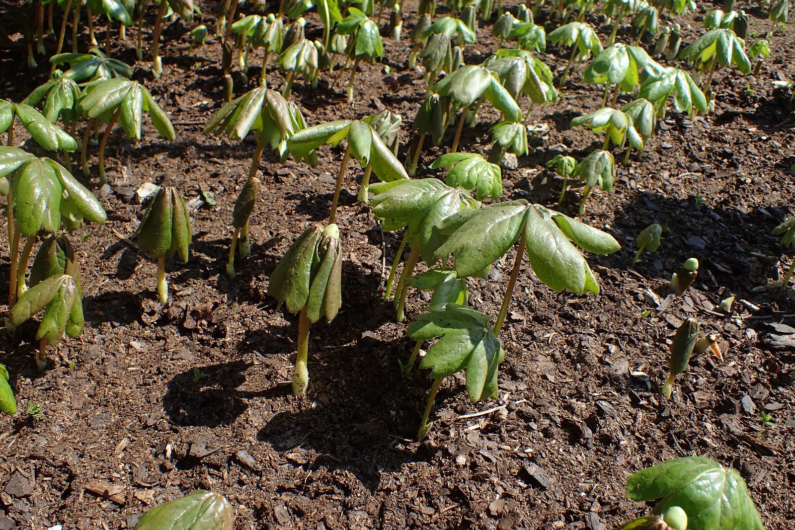 May Apple, Indian Apple (Podophyllum Peltatum) — is a shade-loving perennial native to Eastern North America; the Mayapple typically grows to a, image 89