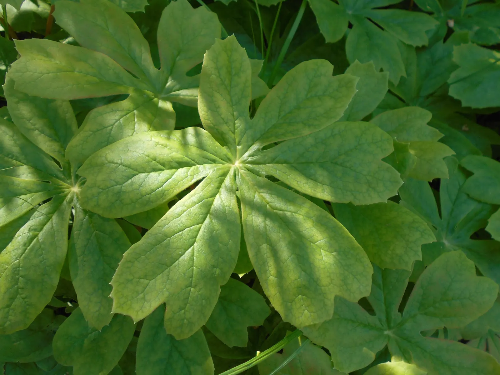 May Apple, Indian Apple (Podophyllum Peltatum) — The plant bears a yellow-green fruit, which is edible when ripe, though all other parts are toxic; with its