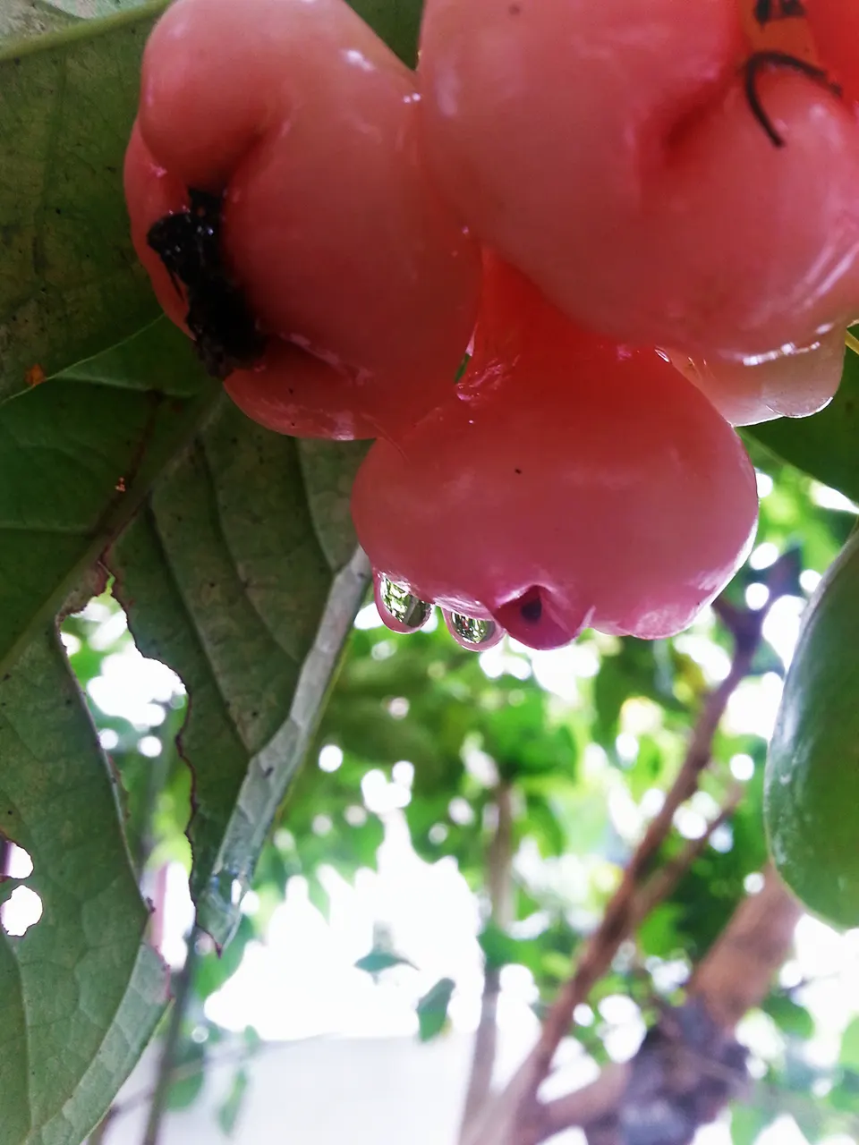 May Apple, Indian Apple (Podophyllum Peltatum) — commonly called May Apple or Indian Apple; with a single white flower blooming beneath in late, image 117