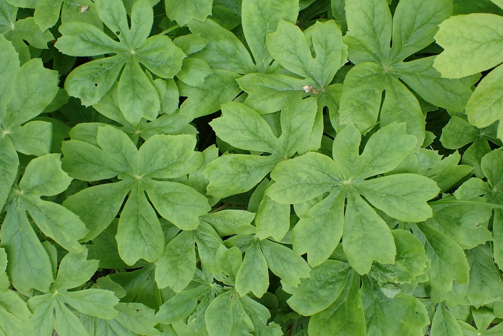 May Apple, Indian Apple (Podophyllum Peltatum) — all other parts of the plant are poisonous if ingested.<br><br>For optimal growth; plant Mayapples, image 78