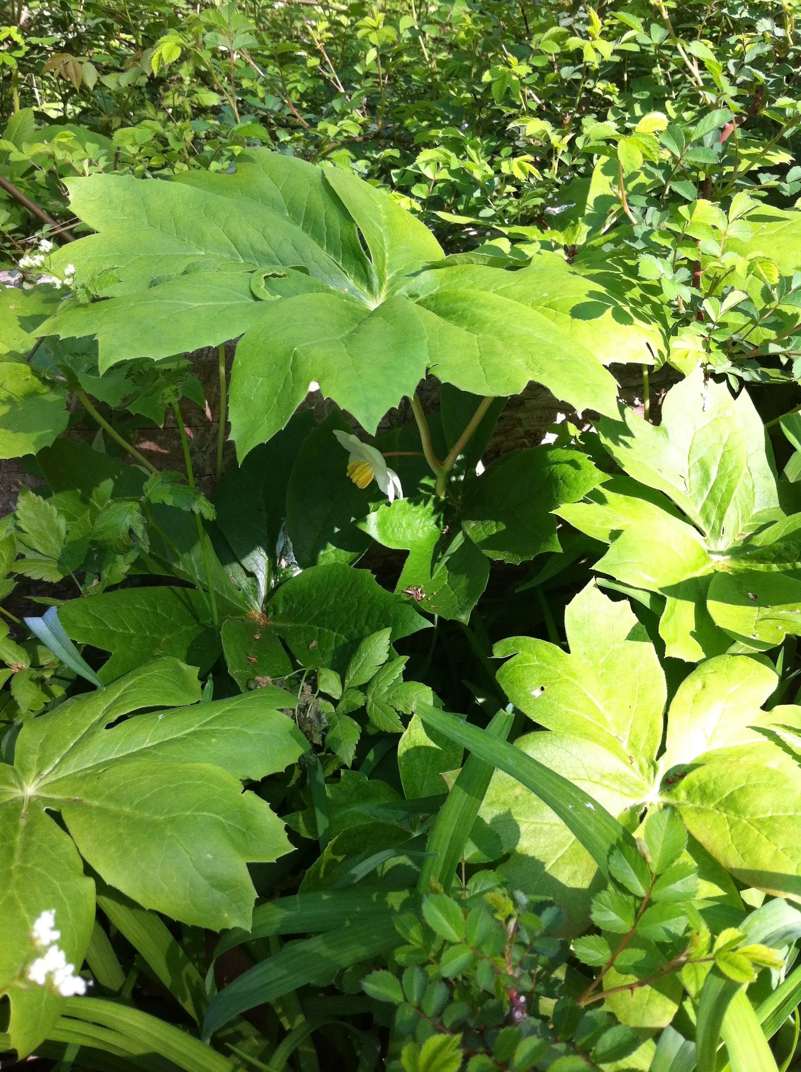 May Apple, Indian Apple (Podophyllum Peltatum) — the Mayapple emerges as a fleshy stalk