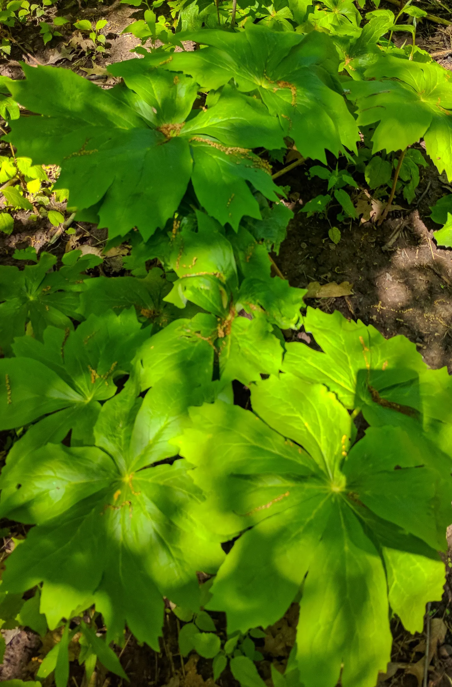 May Apple, Indian Apple (Podophyllum Peltatum) — white flowers in the garden; though each stem is crowned by only one or two deeply lobed leaves, image 85