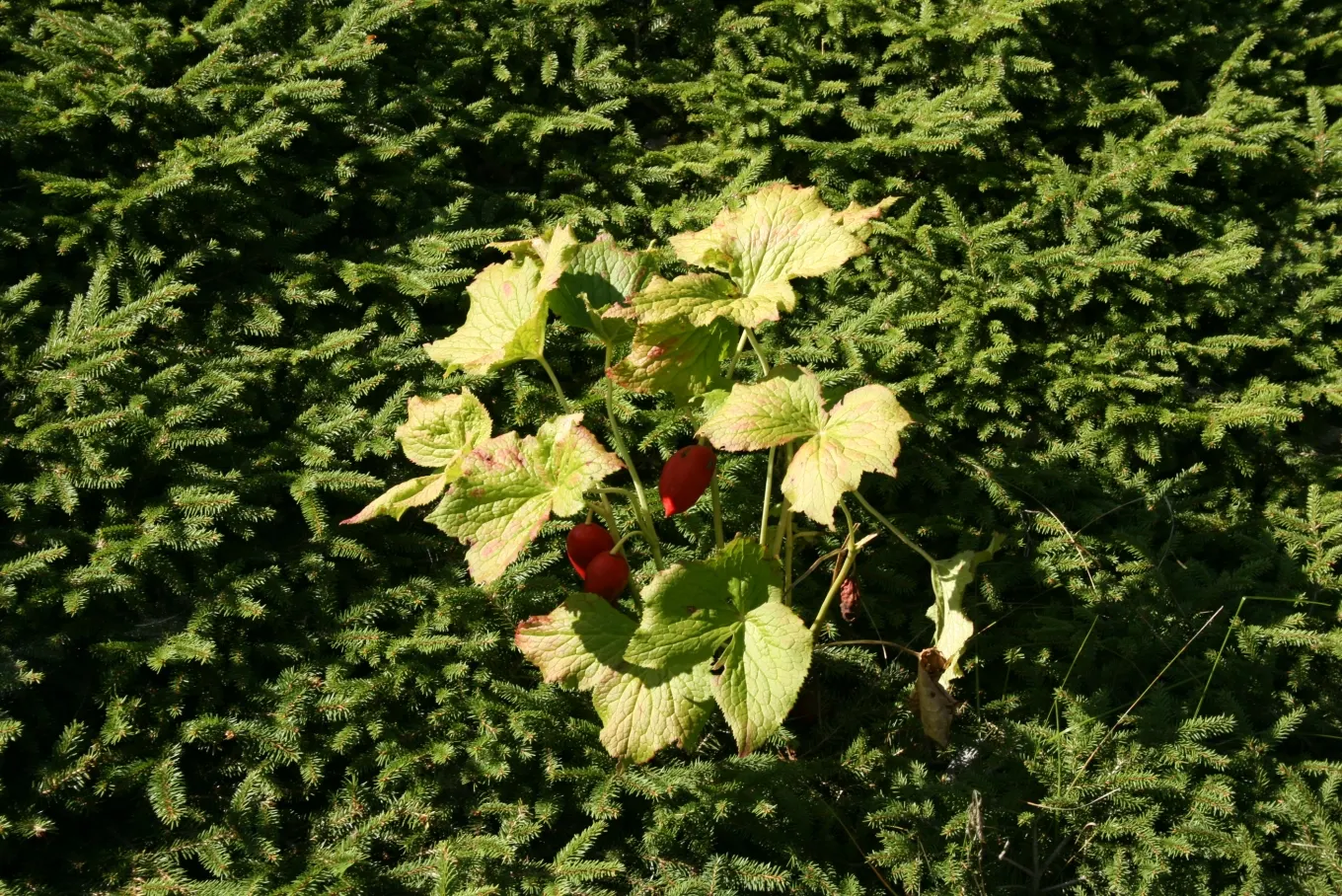 May Apple, Indian Apple (Podophyllum Peltatum) — They form extensive colonies by rhizomes, thus providing an exotic, carpet-like effect; each extending up to 8