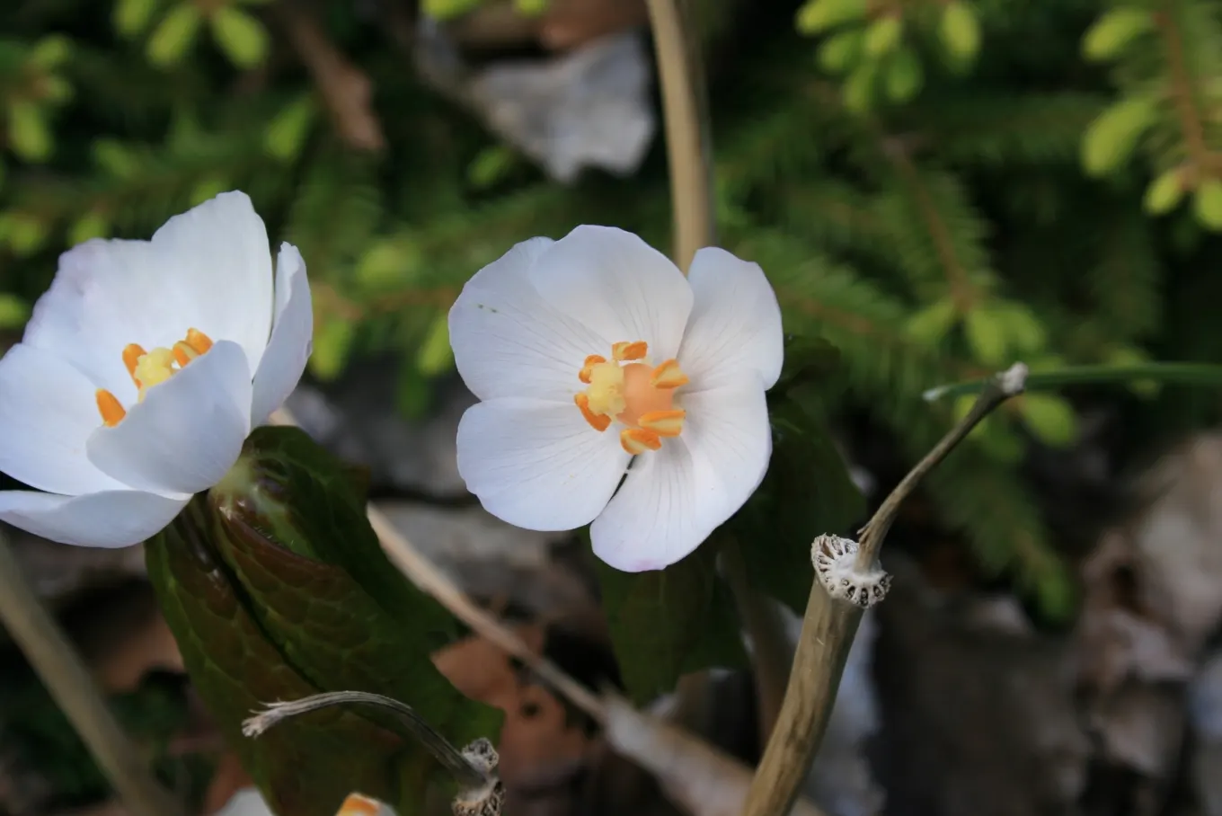 May Apple, Indian Apple (Podophyllum Peltatum) — making it a surprisingly carefree option for the shaded regions of a landscape; it grows up to, image 142