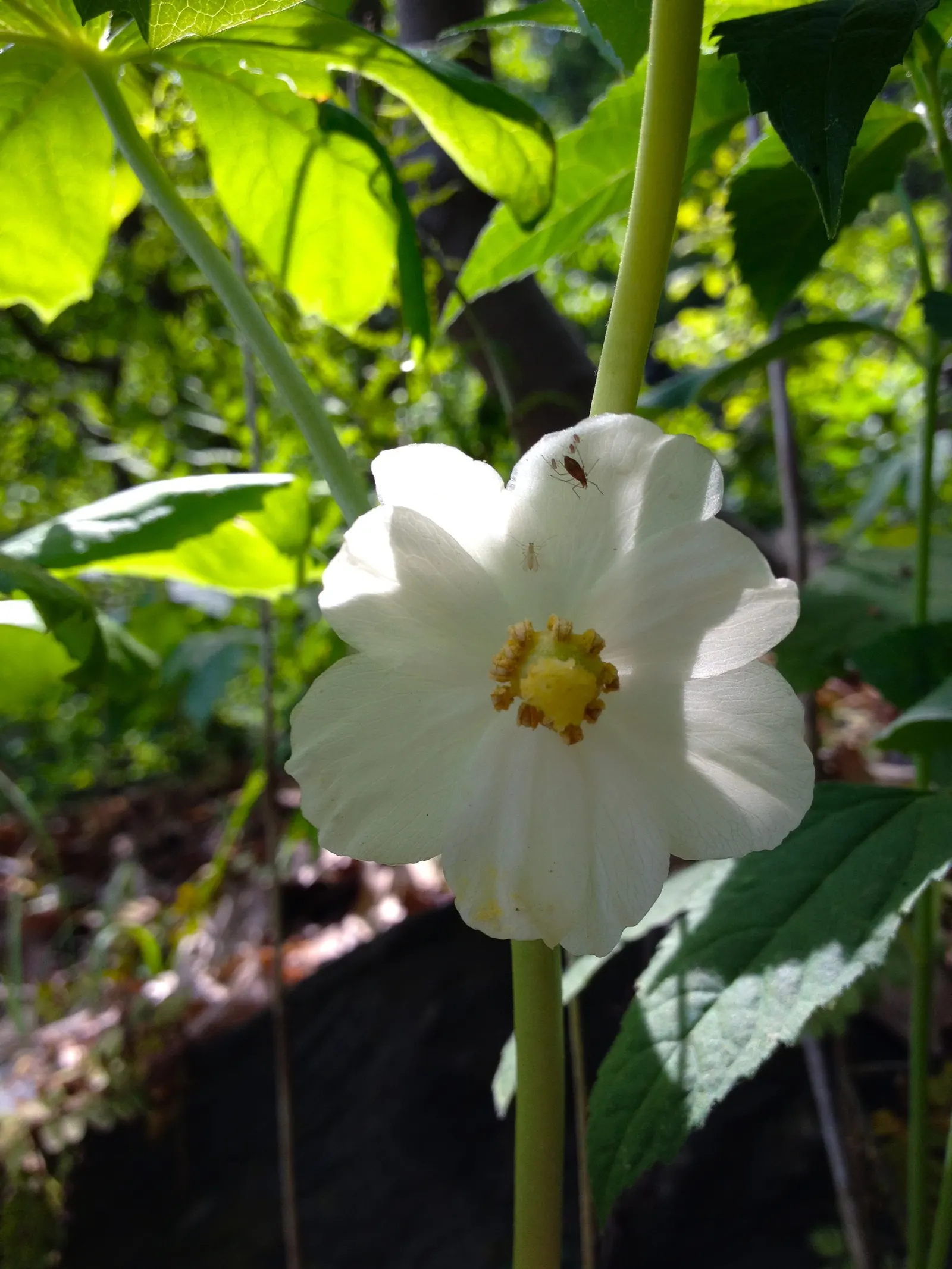 May Apple, Indian Apple (Podophyllum Peltatum) — hidden beneath its foliage; ground cover for half or shade, image 75