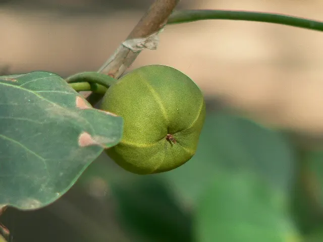 May Apple, Indian Apple (Podophyllum Peltatum) — It grows up to 12-18 inches tall, forming colonies via underground rhizomes; its distinctive umbrella-like